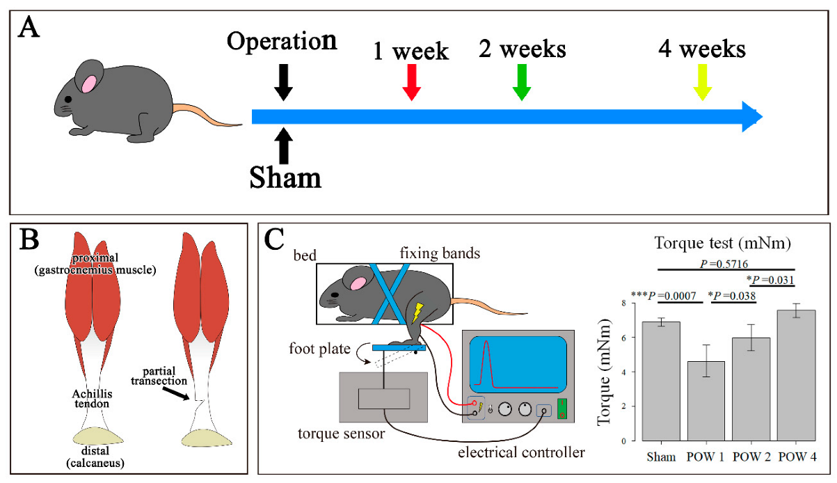 Ijms 24 11305 g001 Ijms 24 11305 g001