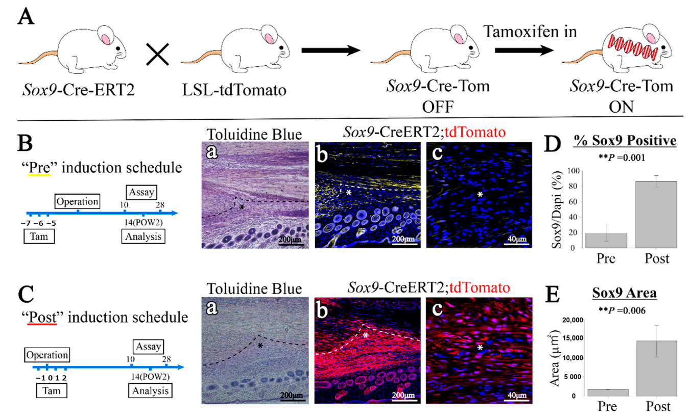 Ijms 24 11305 g005 Ijms 24 11305 g005