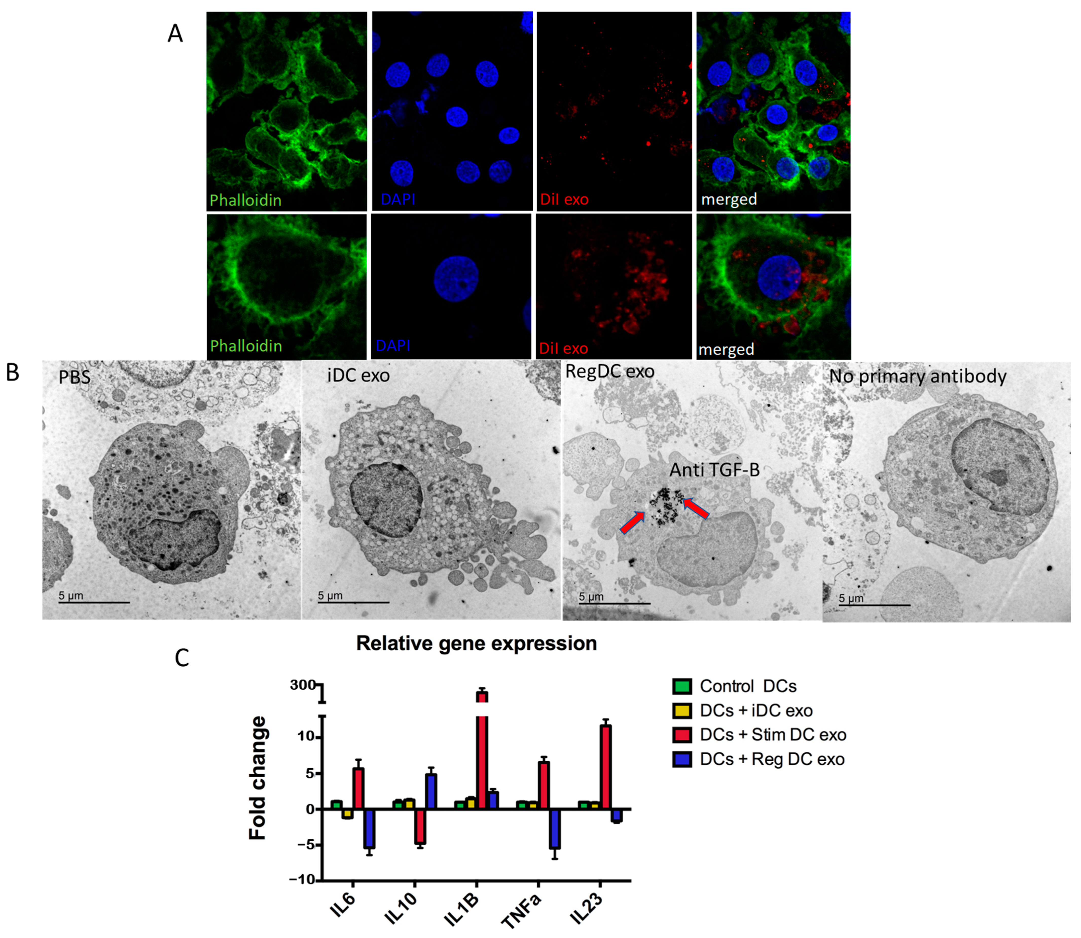 Ijms 24 11306 g003 Ijms 24 11306 g003
