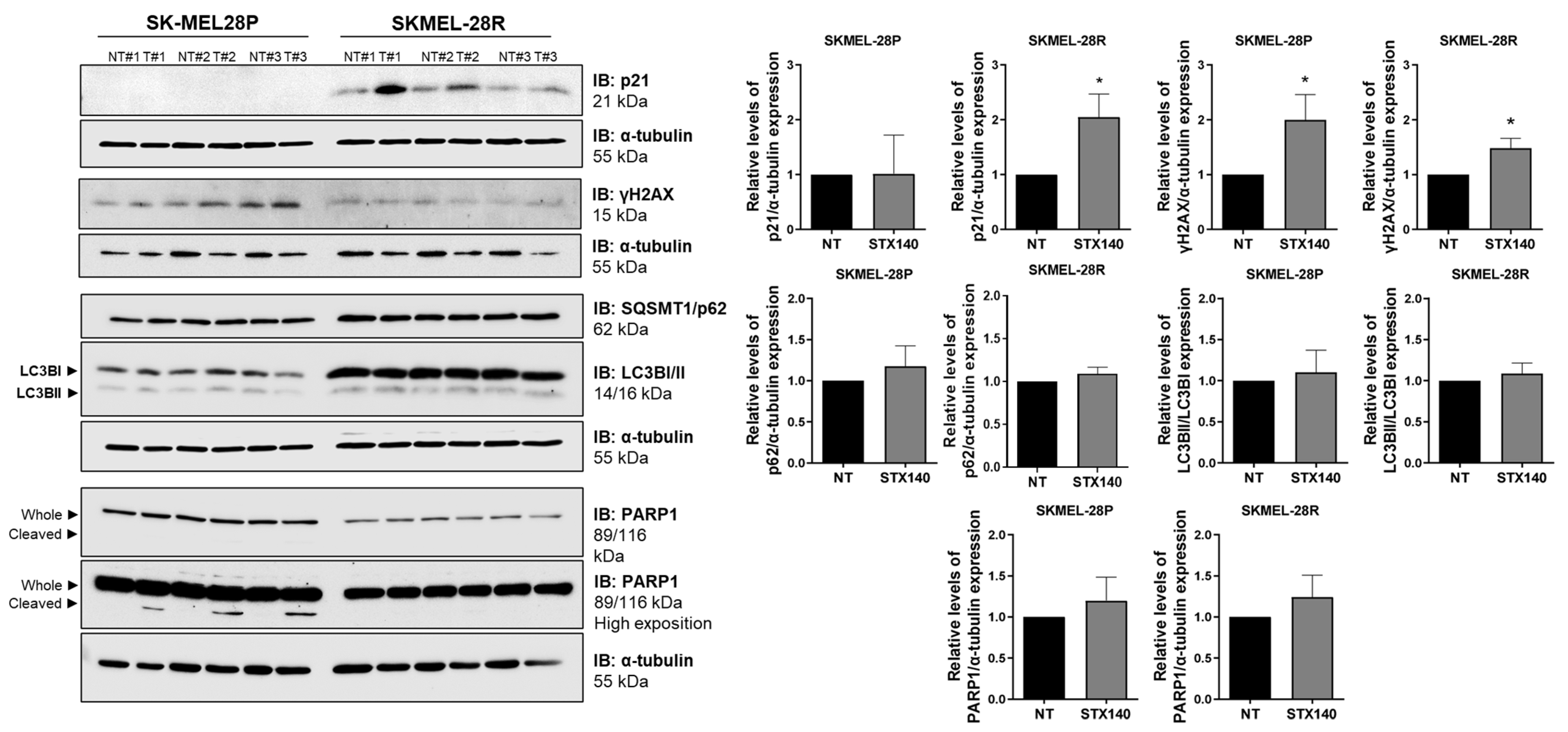 Ijms 24 11314 g008 Ijms 24 11314 g008