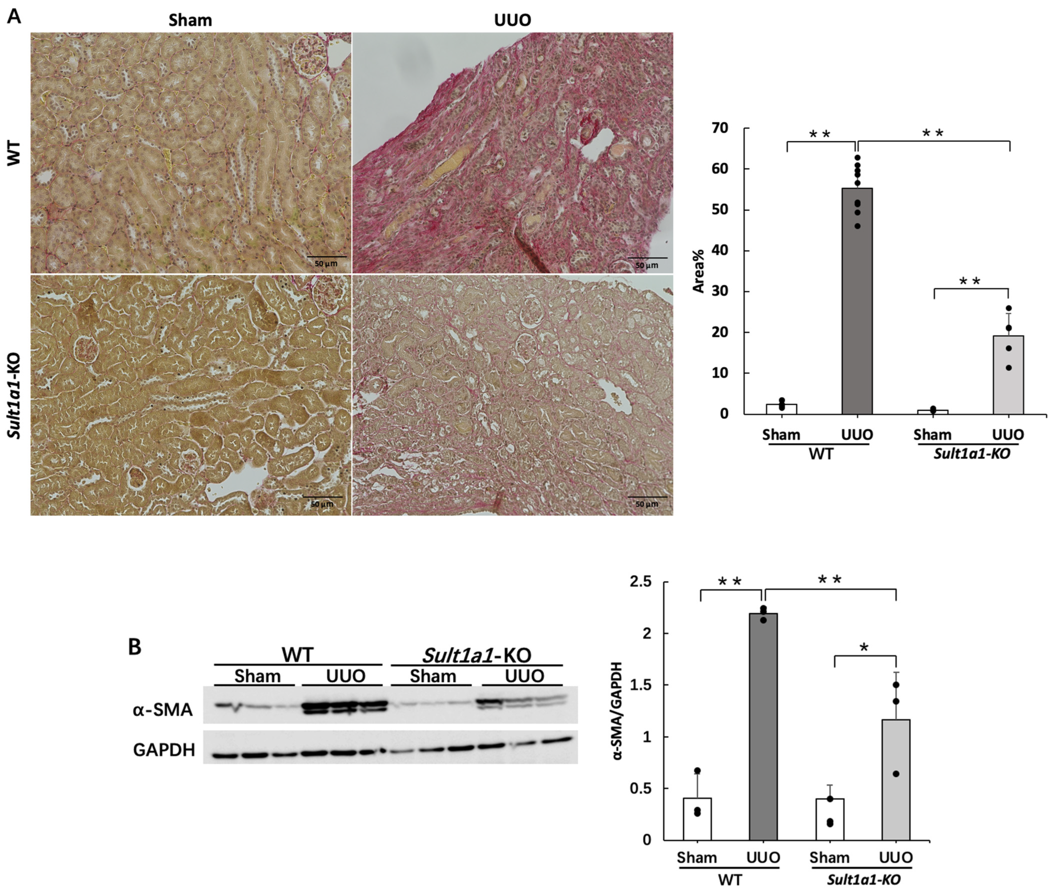 Ijms 24 11329 g003 Ijms 24 11329 g003