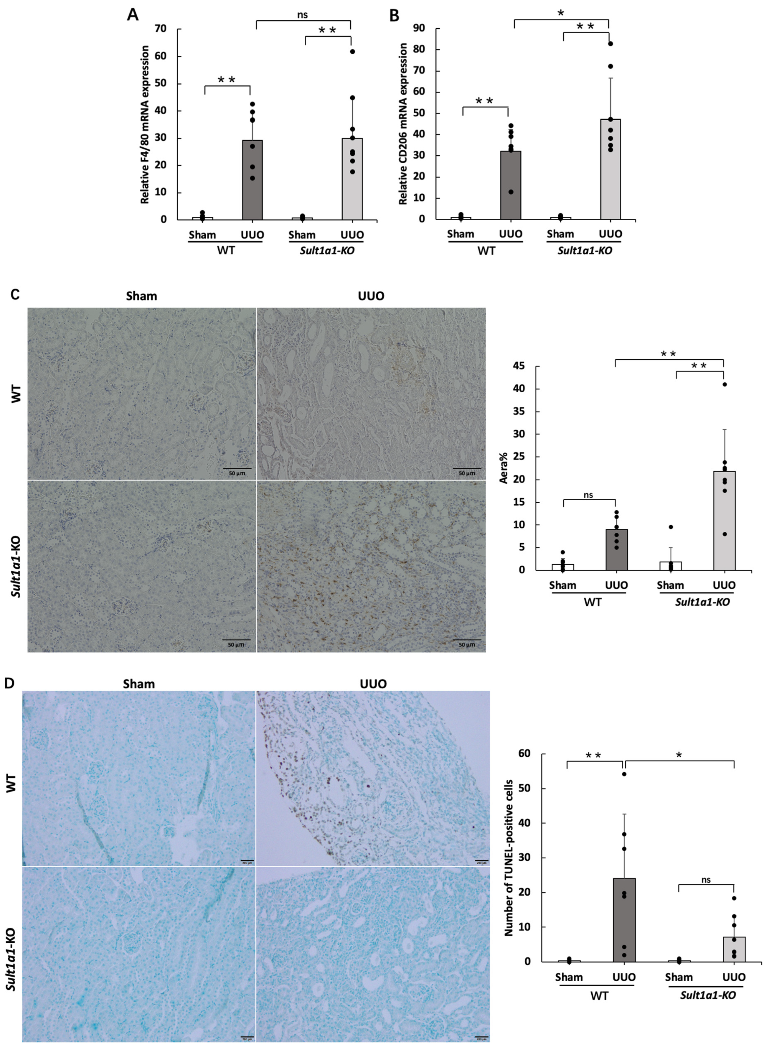 Ijms 24 11329 g004 Ijms 24 11329 g004