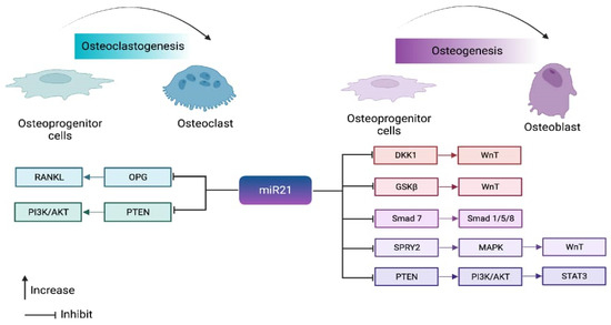IJMS | Free Full-Text | The Role and Mechanism of MicroRNA 21 in ...