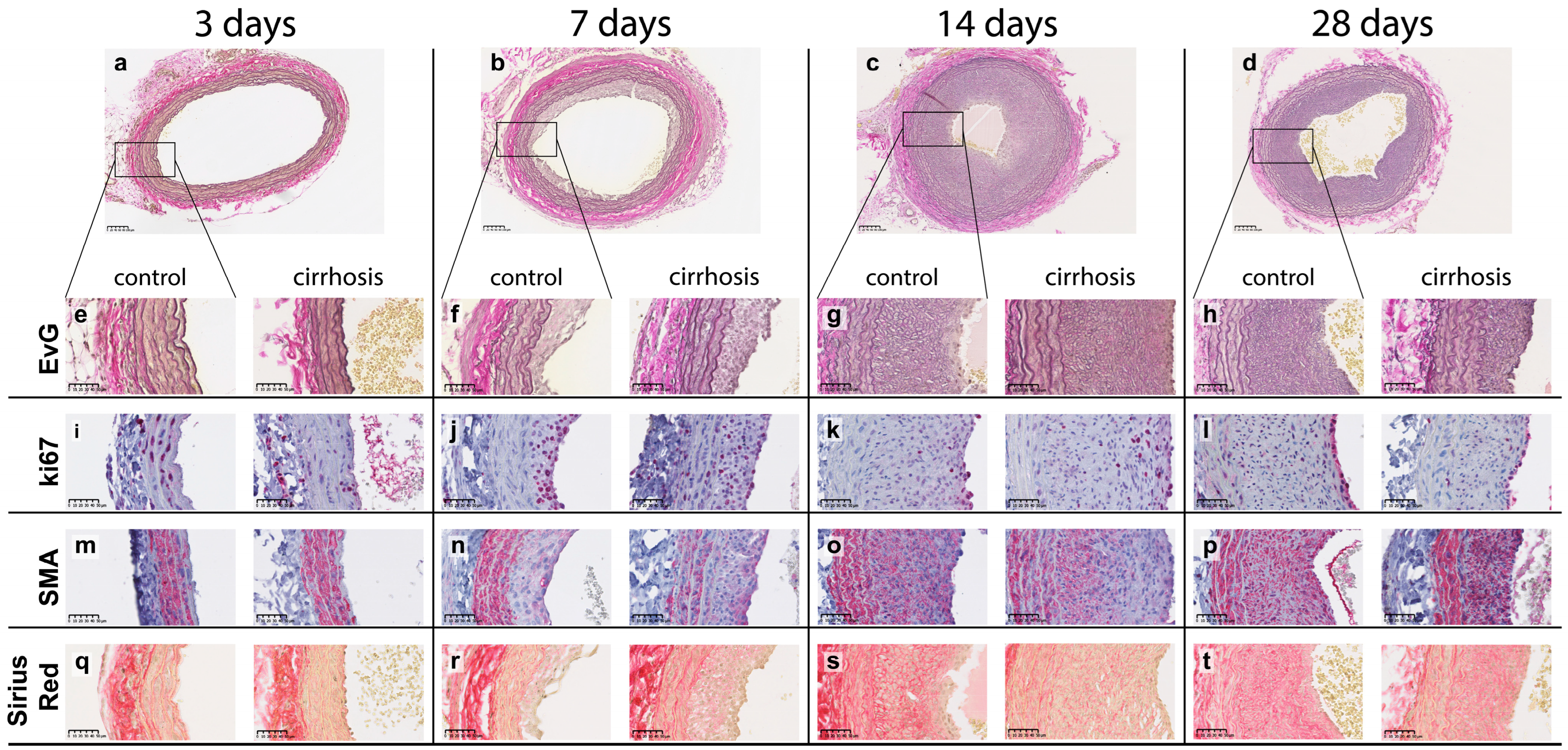 Ijms 24 11351 g001 Ijms 24 11351 g001