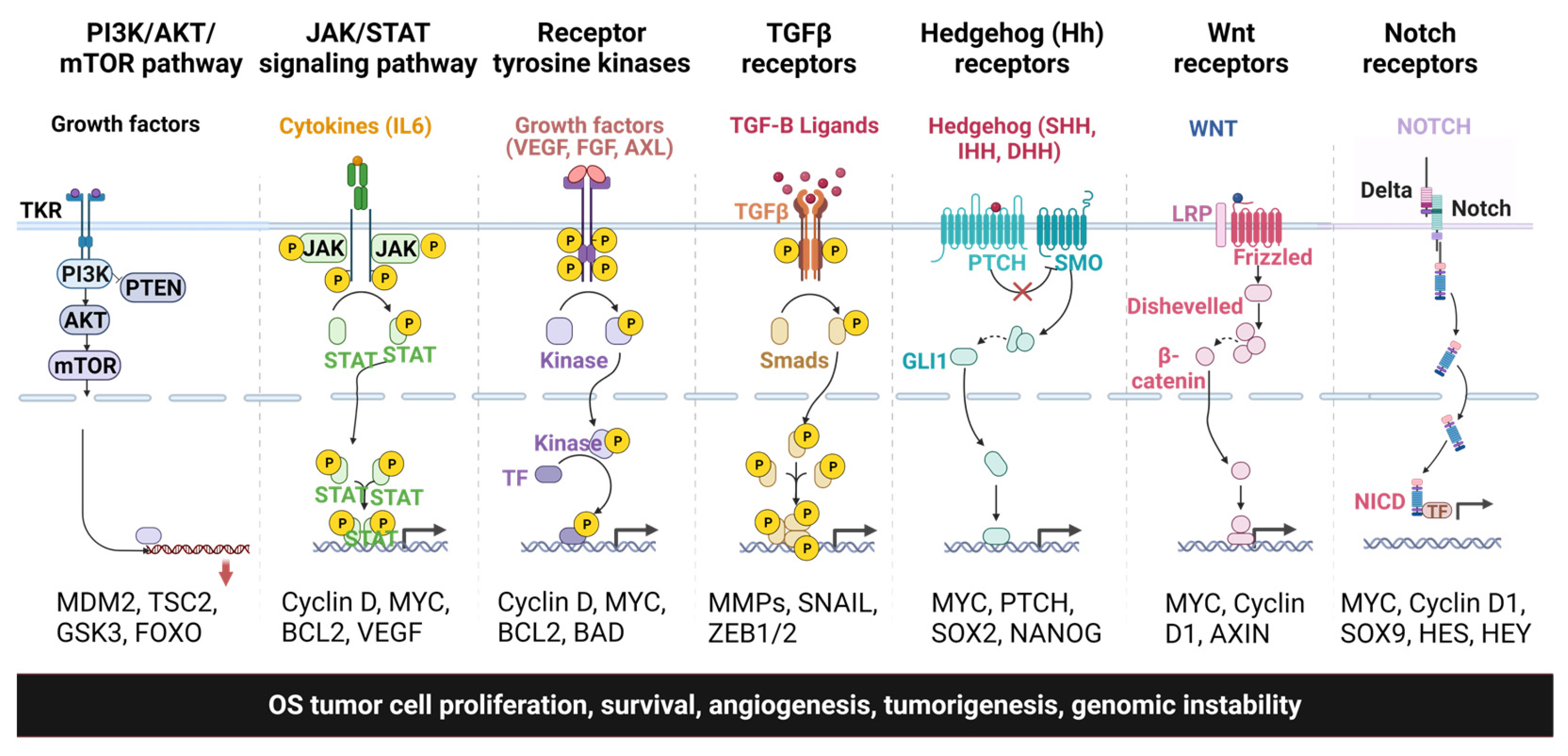 Ijms 24 11367 g001 Ijms 24 11367 g001