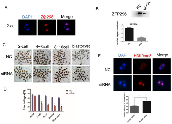 The Novel Role of Zfp296 in Mammalian Embryonic Genome