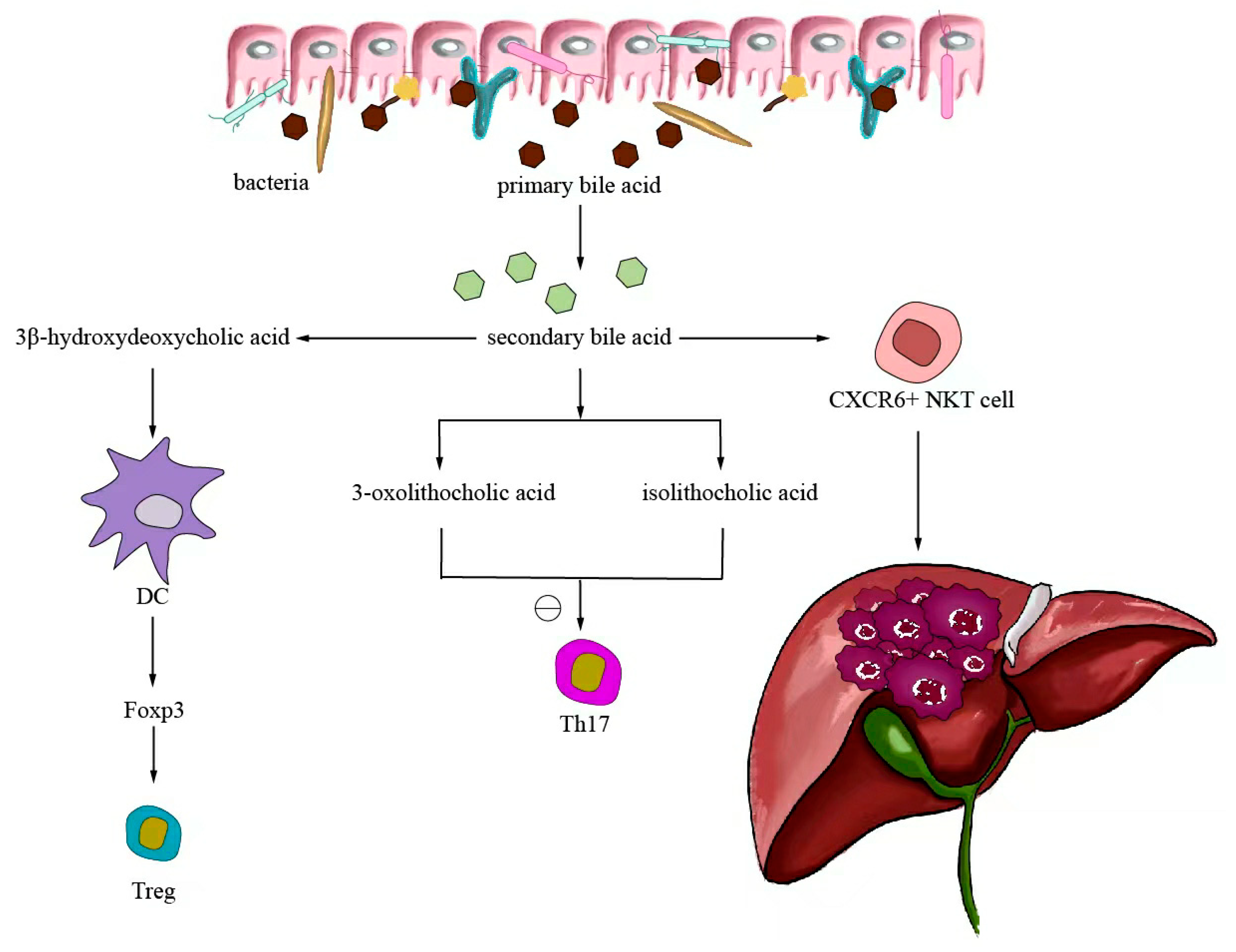 Ijms 24 11387 g004 Ijms 24 11387 g004