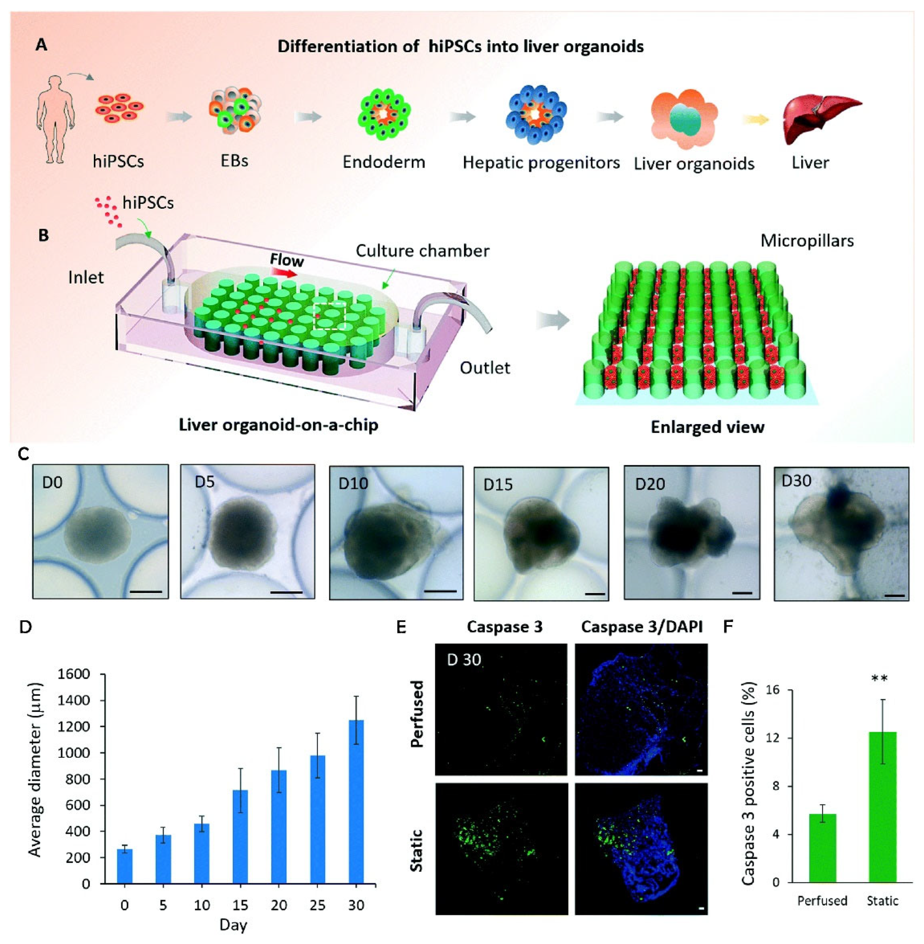 Ijms 24 11427 g003 Ijms 24 11427 g003