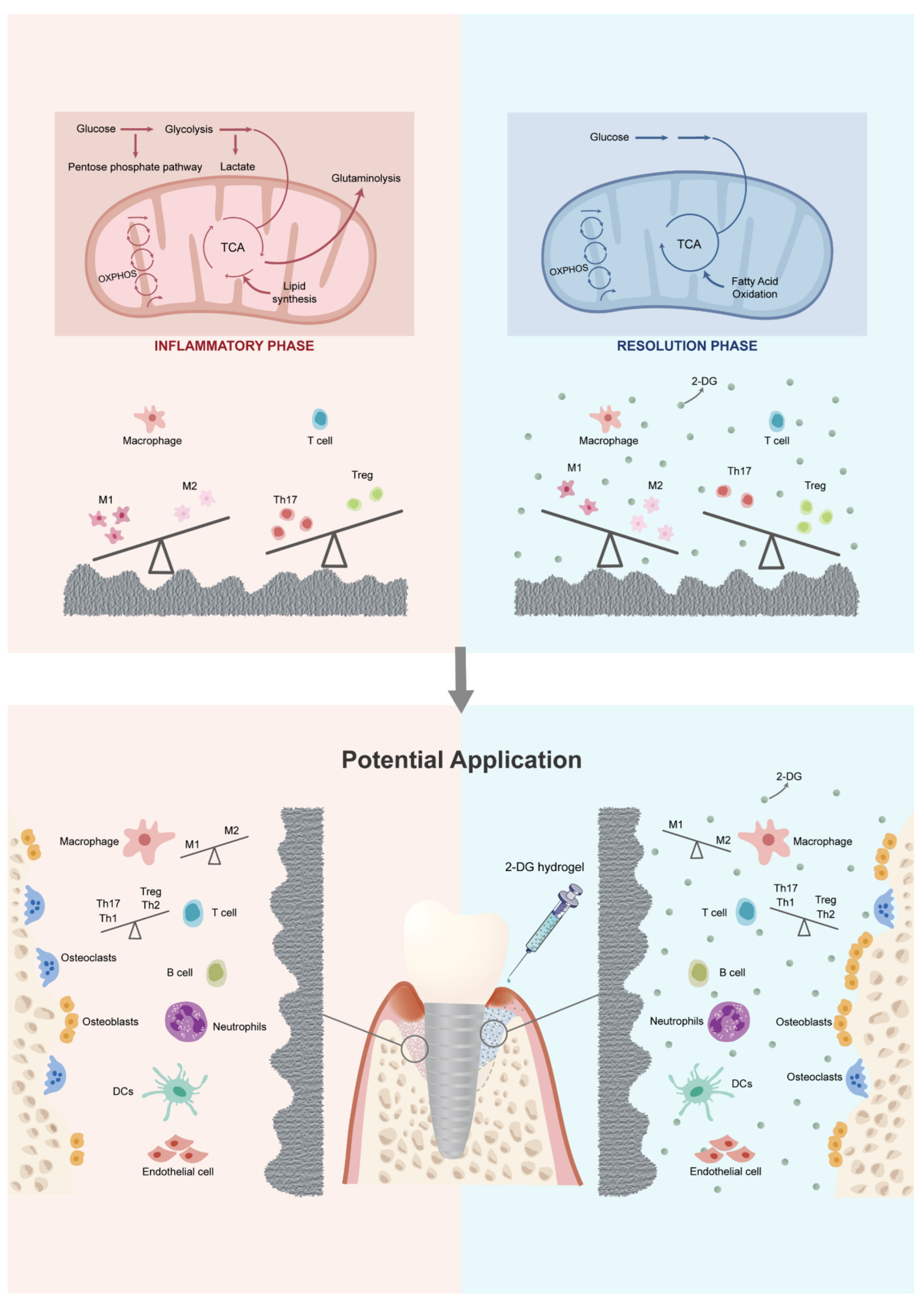 Ijms 24 11431 g005 Ijms 24 11431 g005