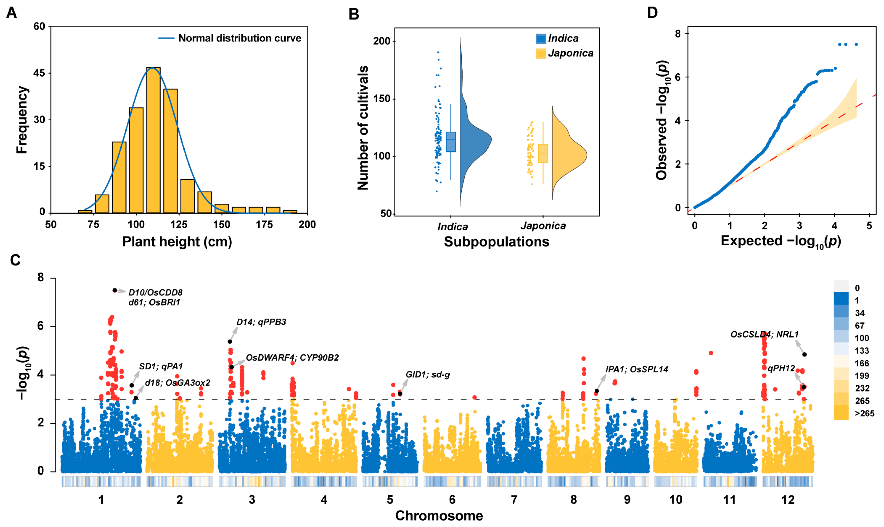The Science Of Height: Genes And A 15 Inch Gap - 5erqm3d