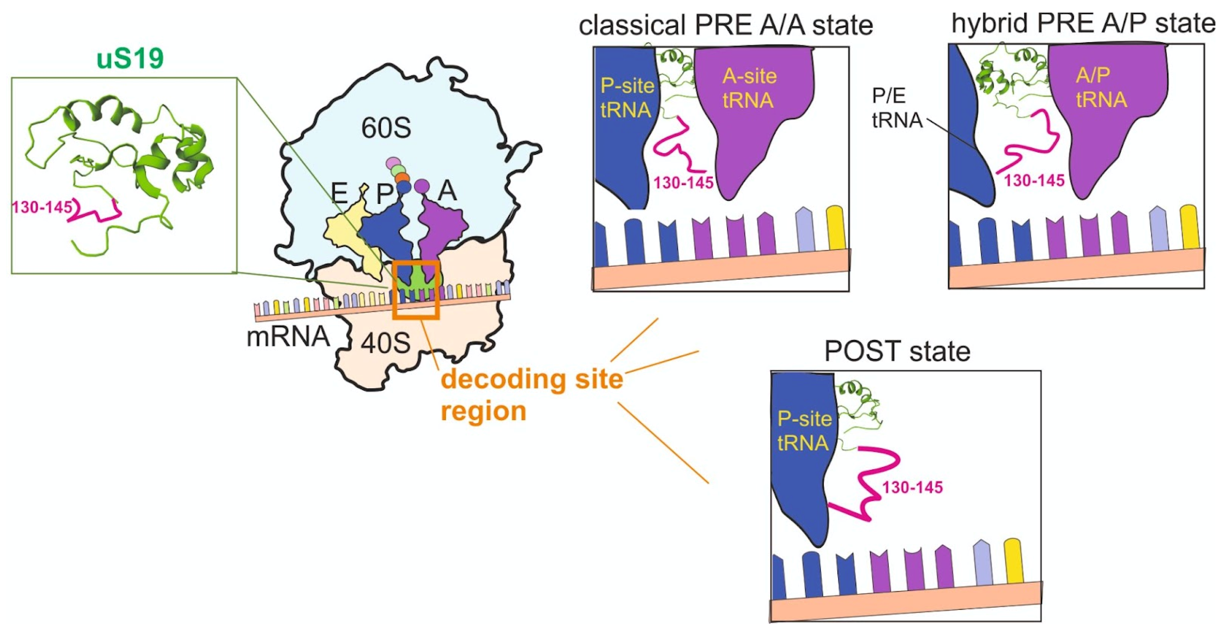 Ijms 24 11458 g002 Ijms 24 11458 g002