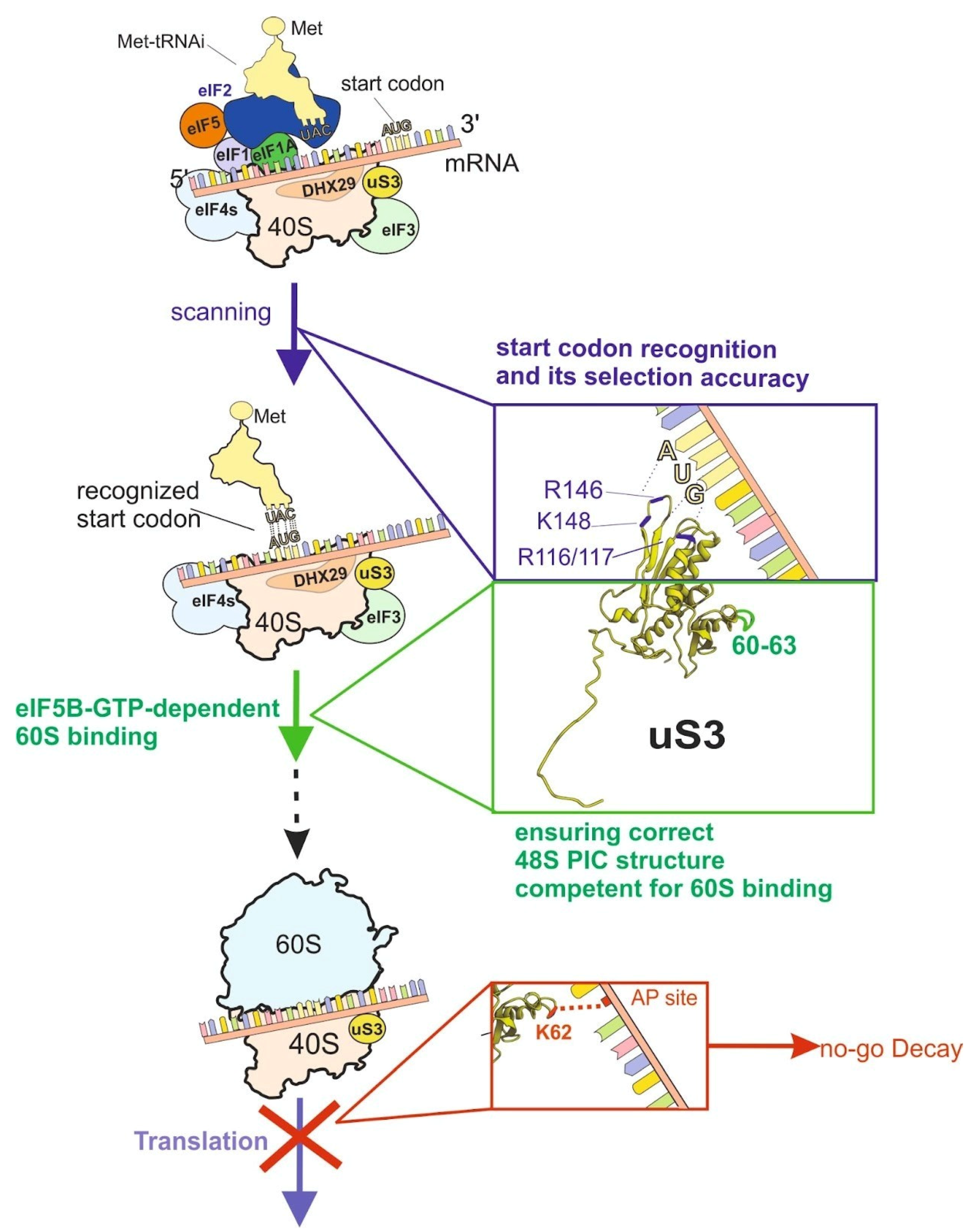 Ijms 24 11458 g003 Ijms 24 11458 g003
