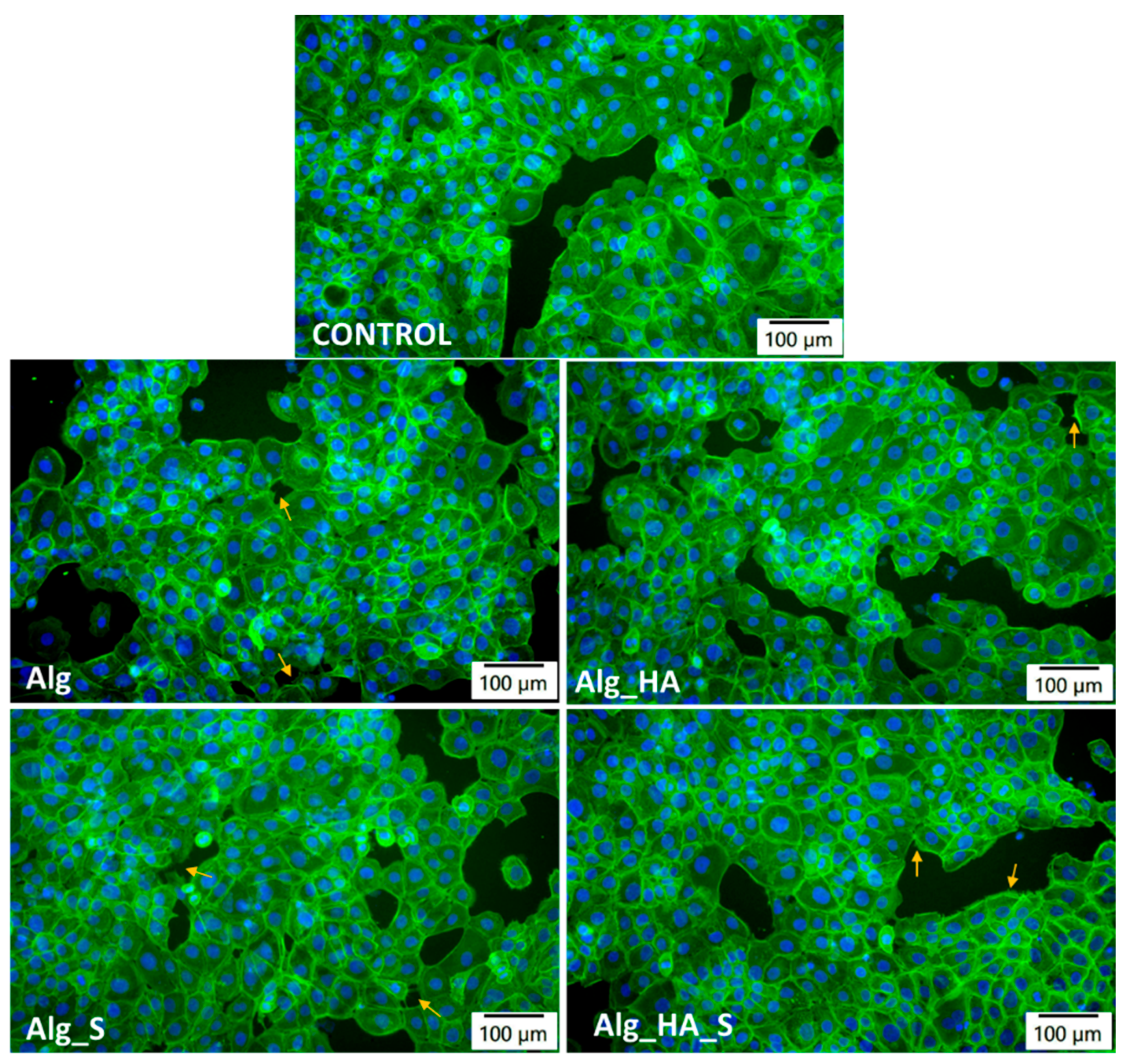 Ijms 24 11466 g012 Ijms 24 11466 g012