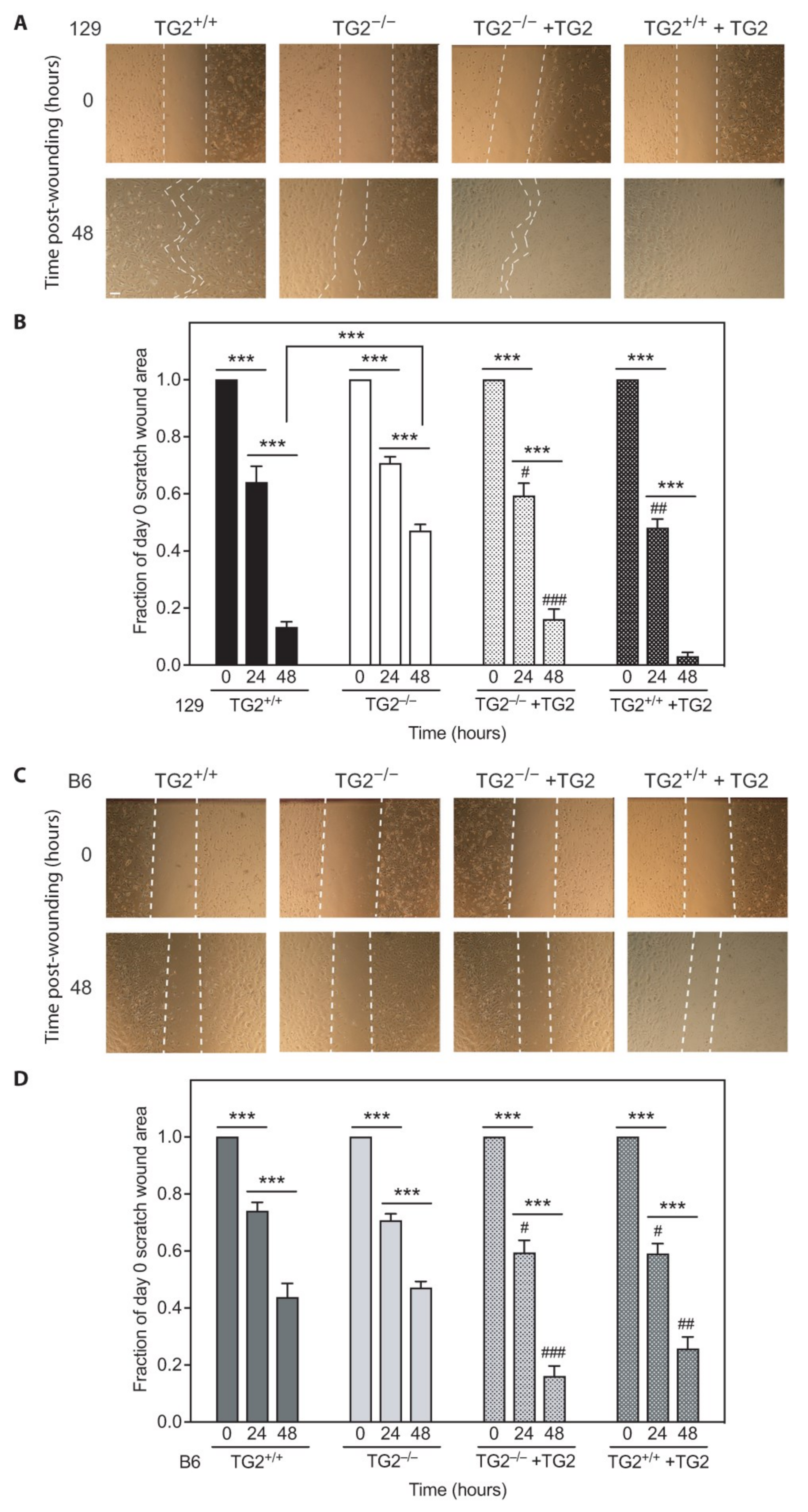 Ijms 24 11475 g011 Ijms 24 11475 g011