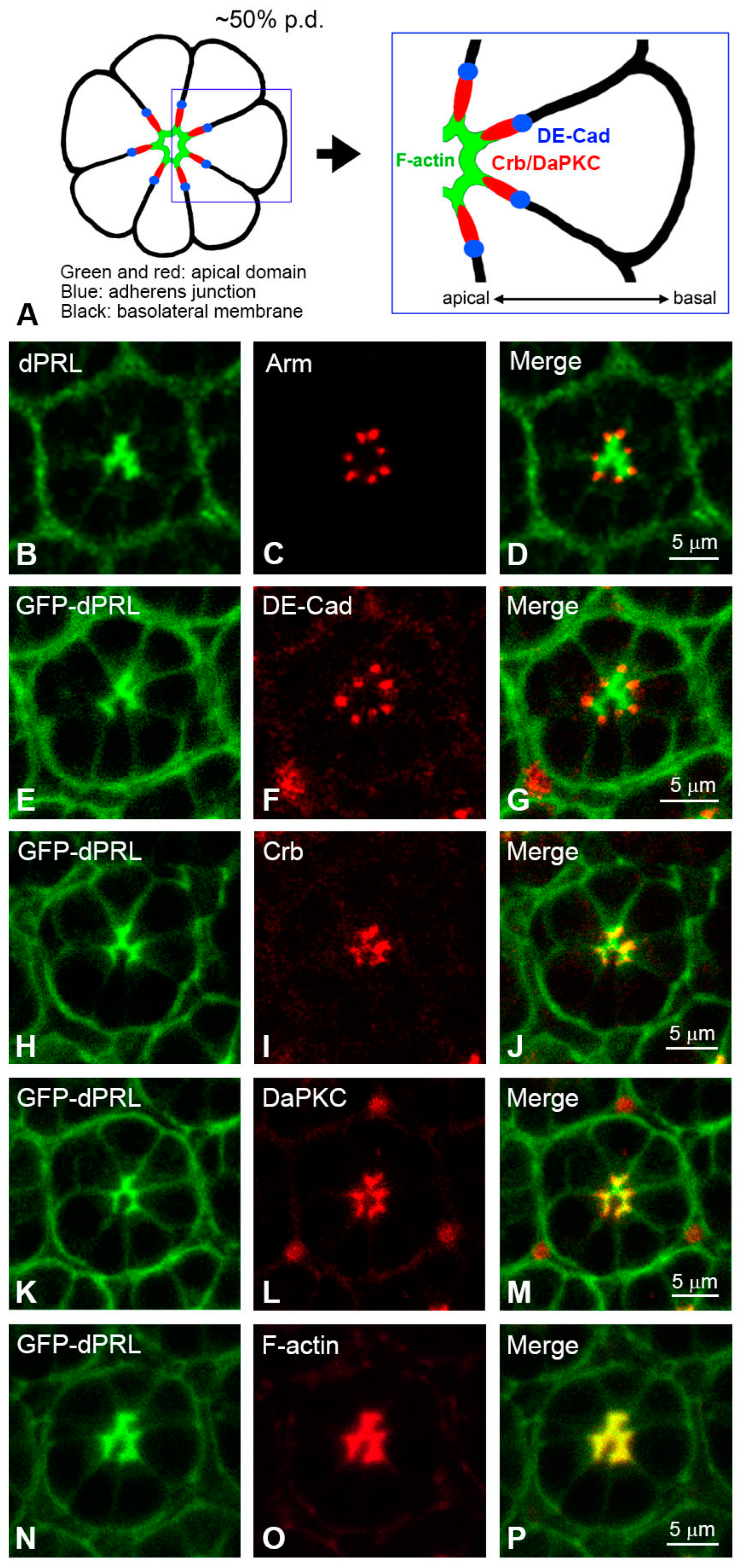 Ijms 24 11501 g001 Ijms 24 11501 g001