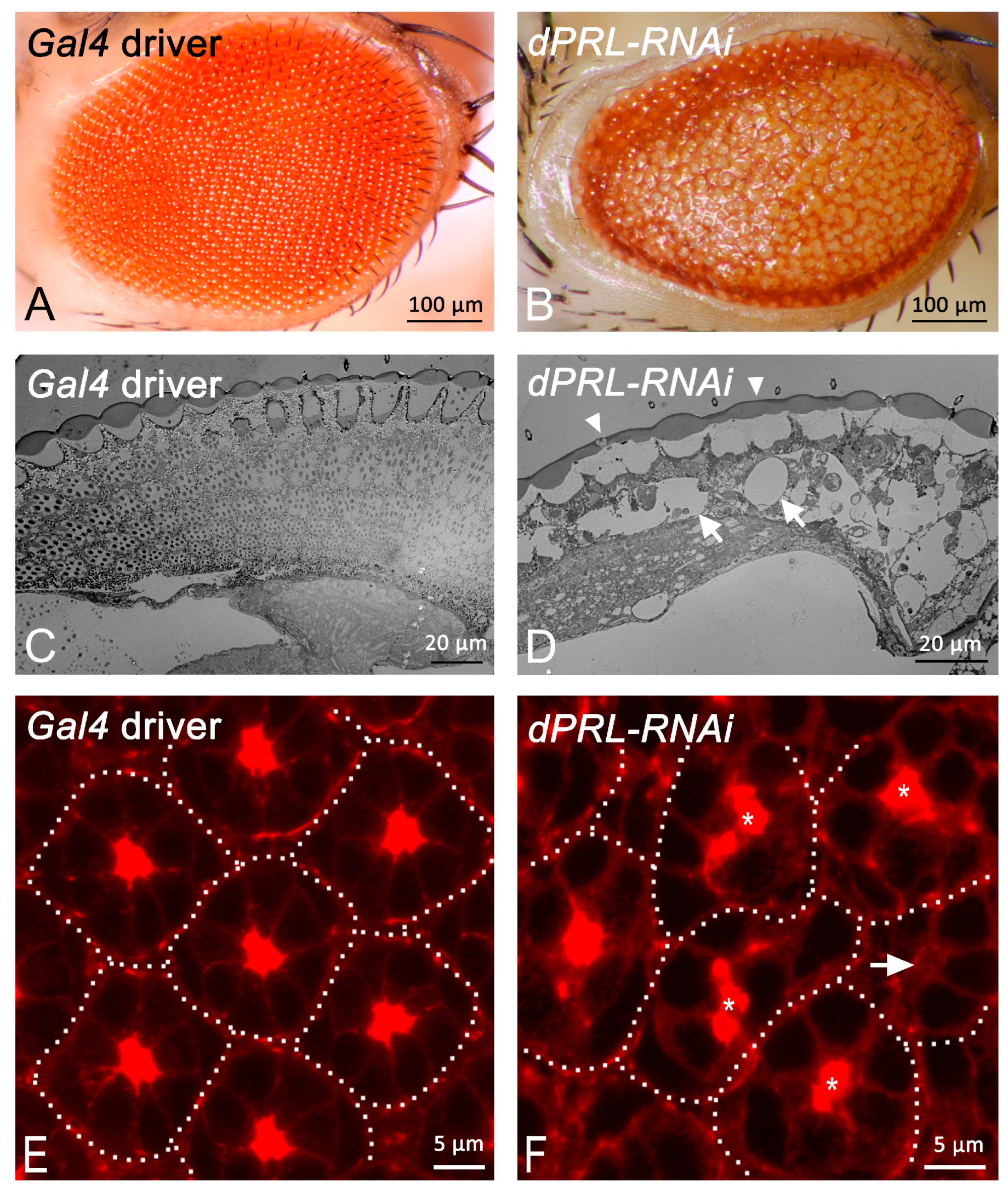 Ijms 24 11501 g003 Ijms 24 11501 g003