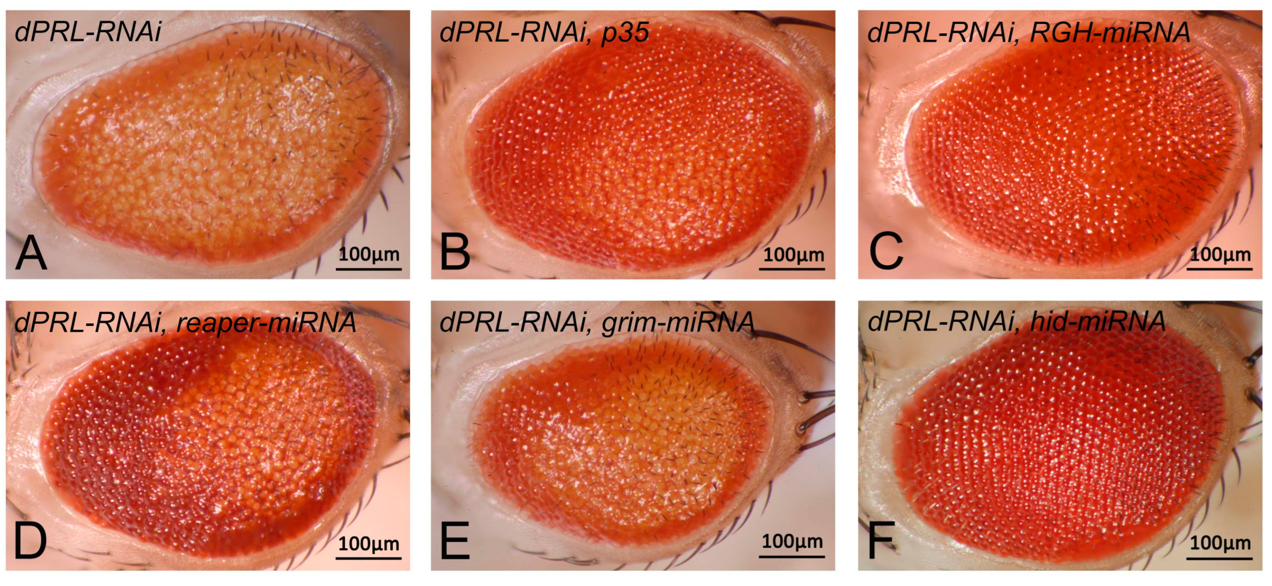 Ijms 24 11501 g004 Ijms 24 11501 g004