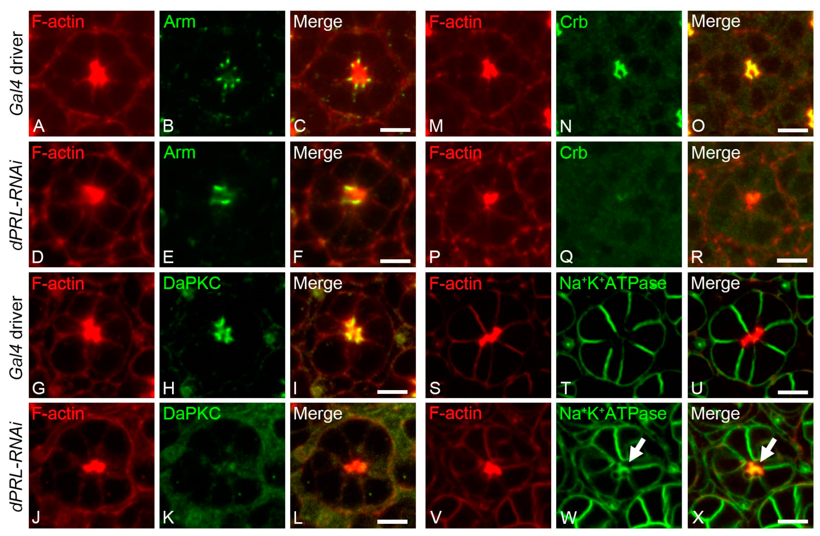 Ijms 24 11501 g005 Ijms 24 11501 g005