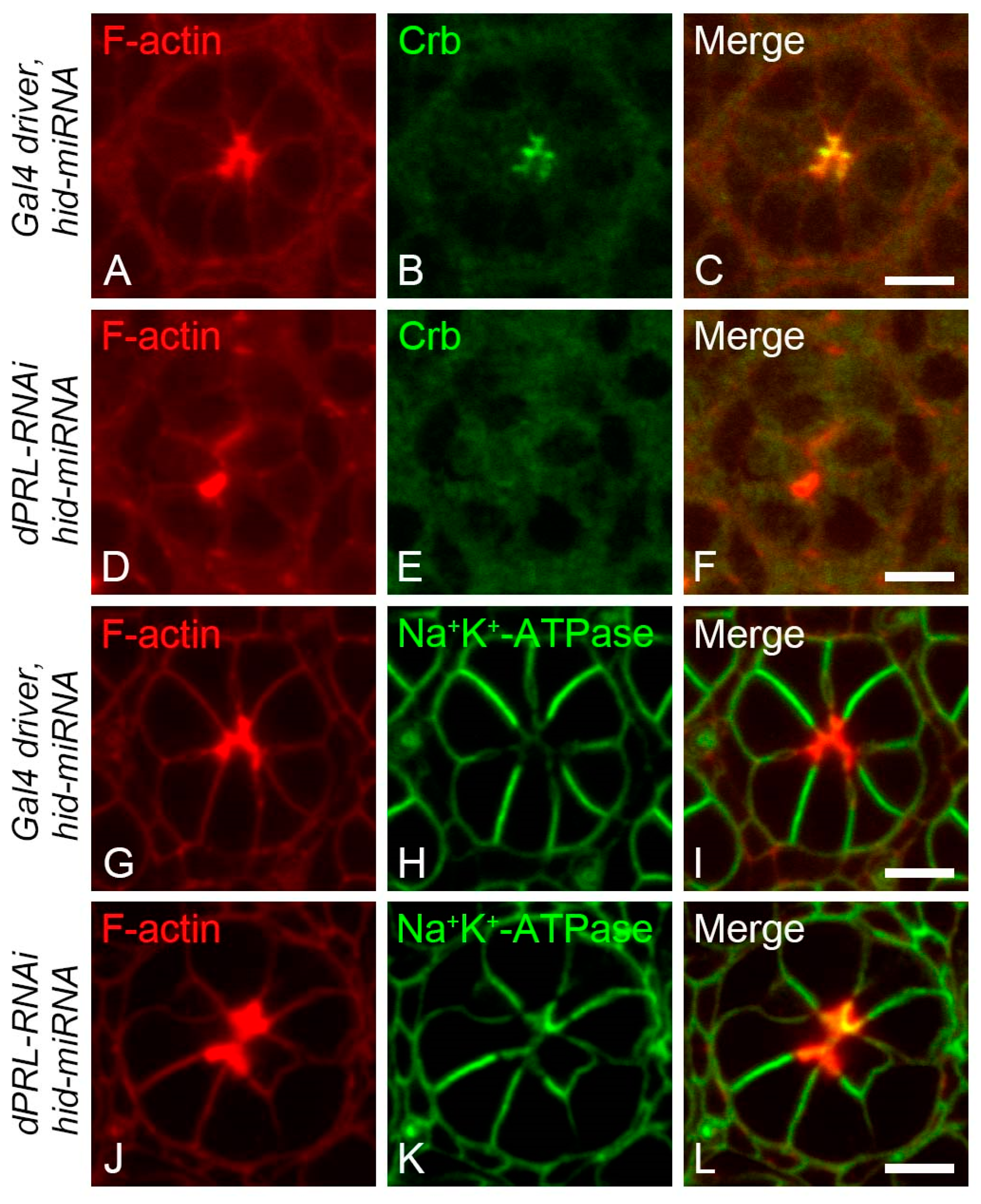 Ijms 24 11501 g006 Ijms 24 11501 g006