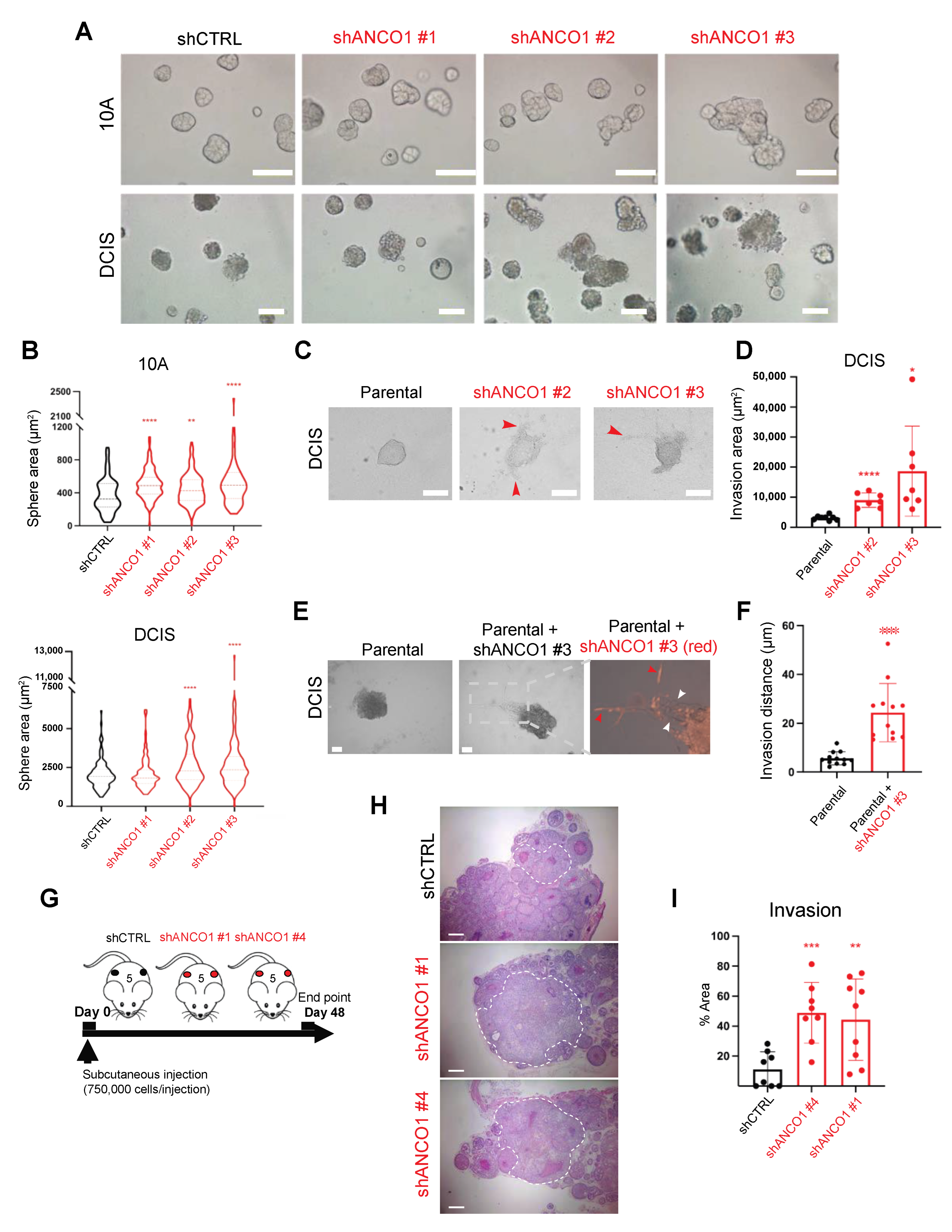 Ijms 24 11505 g003 Ijms 24 11505 g003