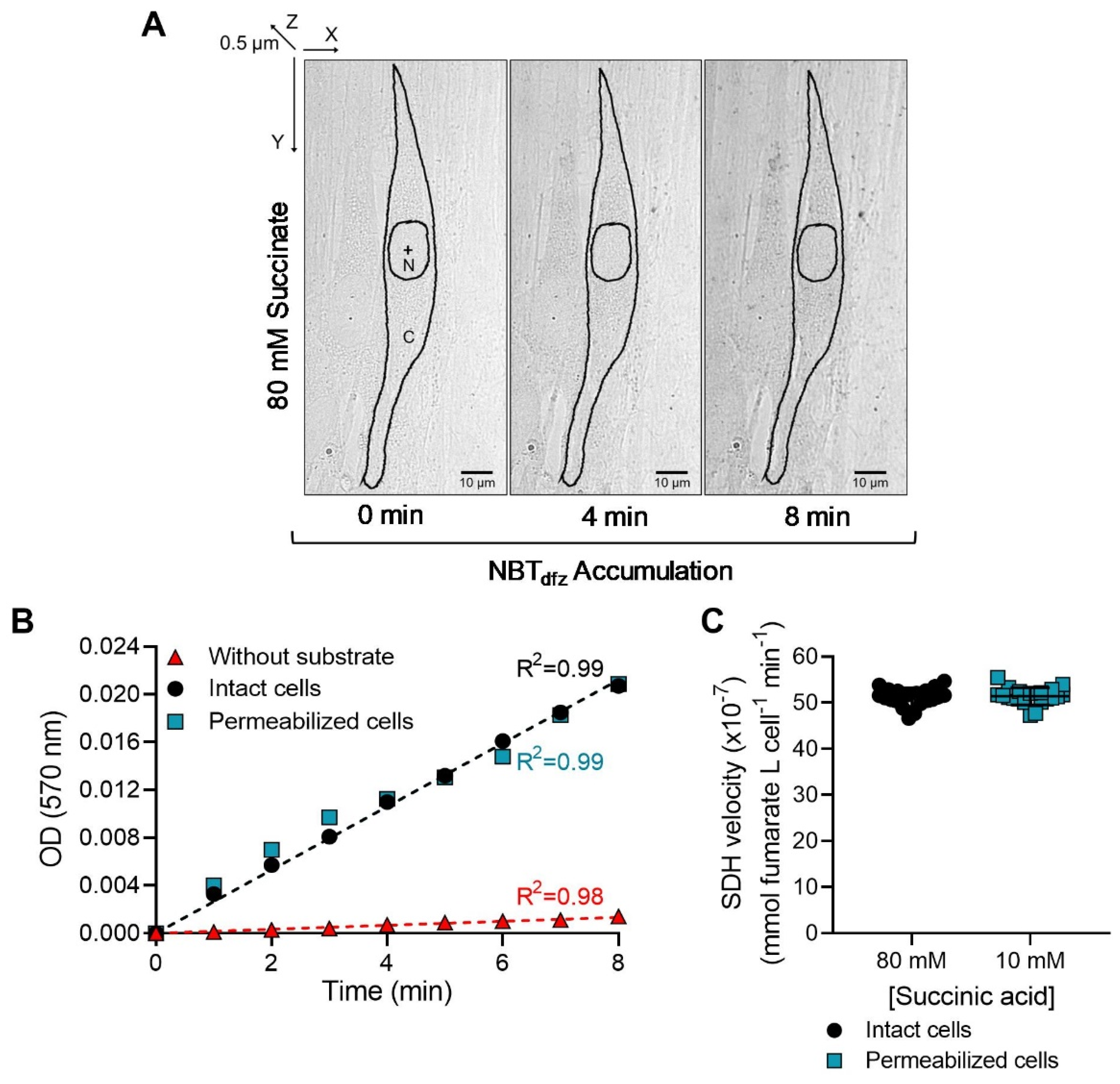 Ijms 24 11506 g002 Ijms 24 11506 g002
