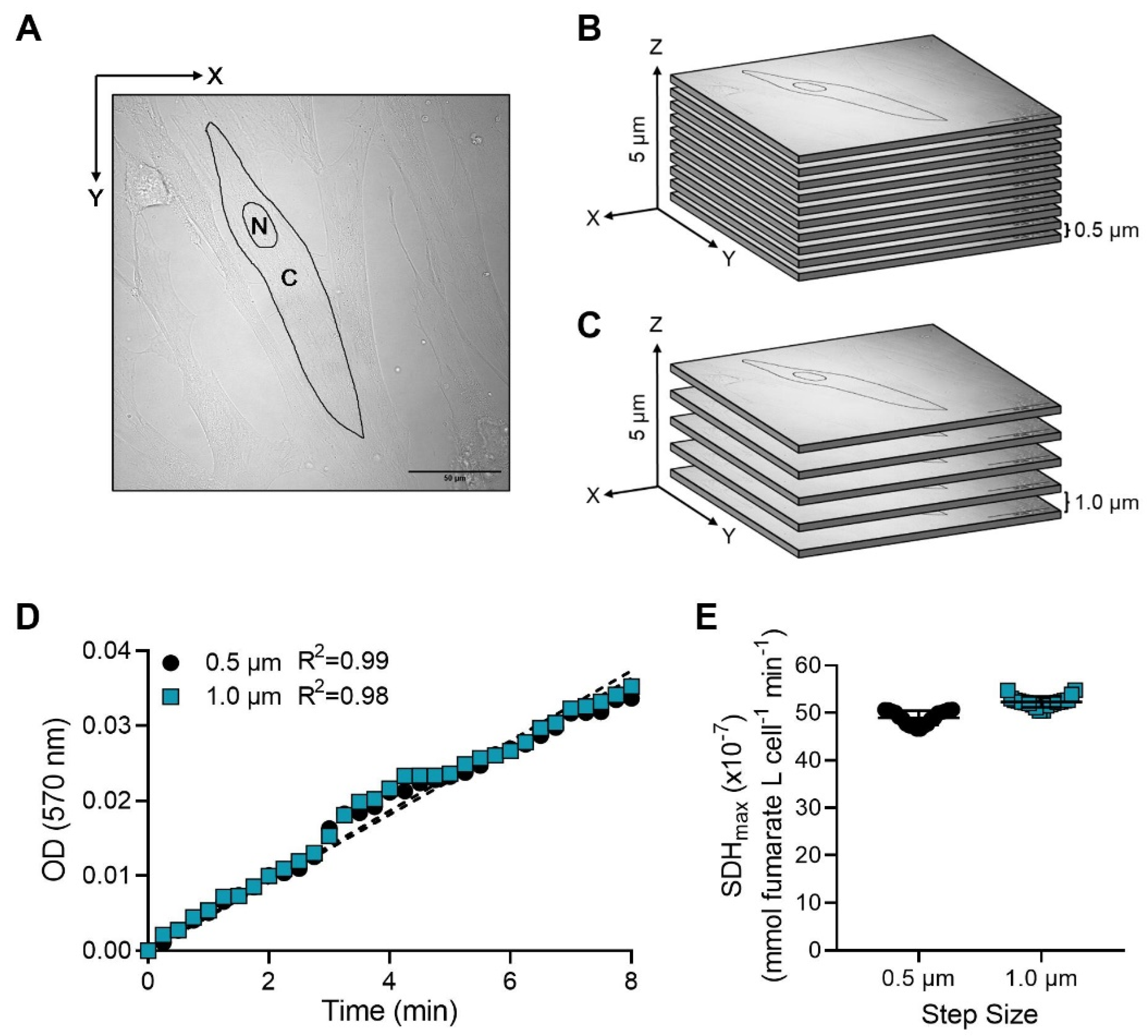 Ijms 24 11506 g003 Ijms 24 11506 g003
