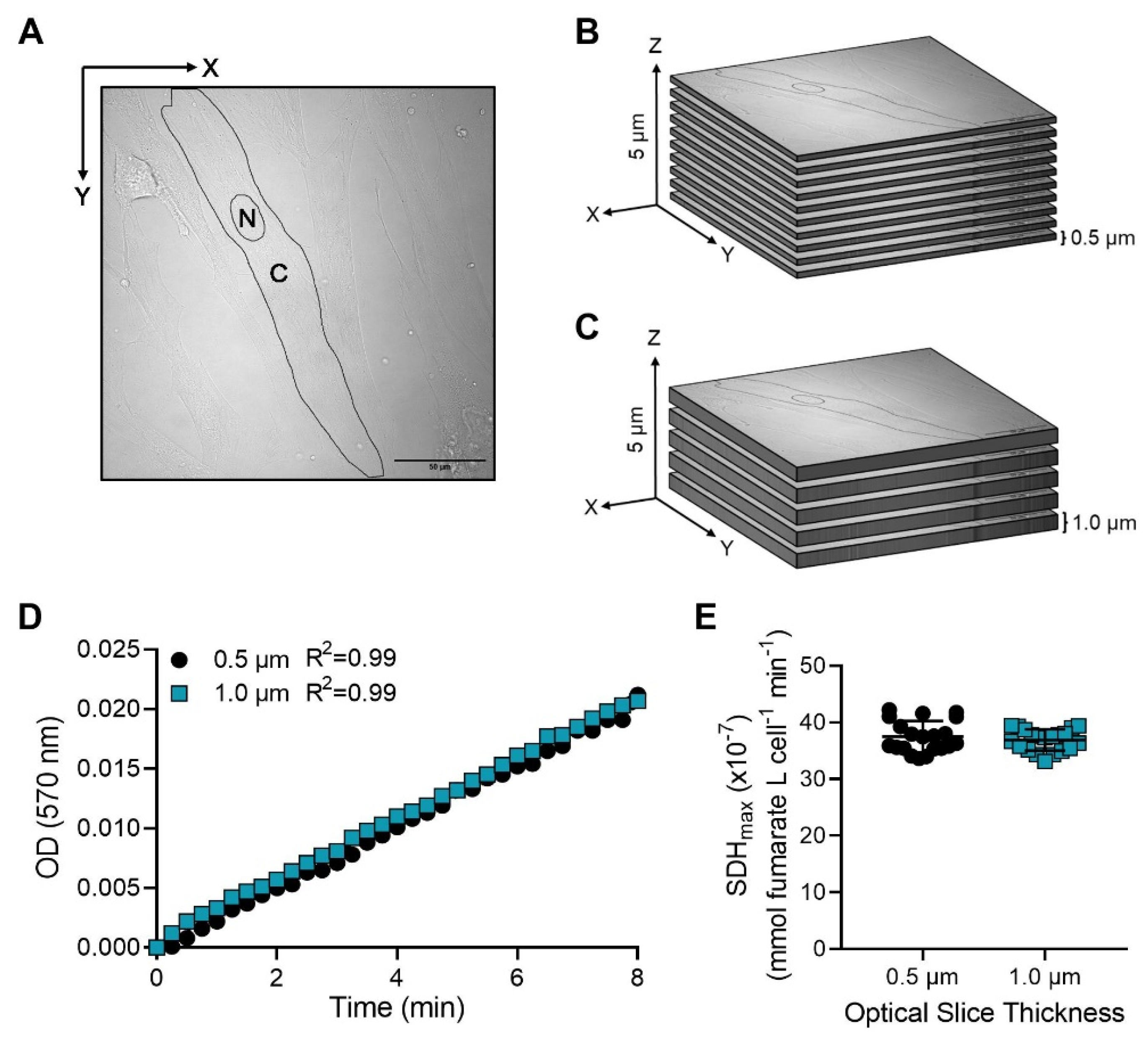 Ijms 24 11506 g004 Ijms 24 11506 g004