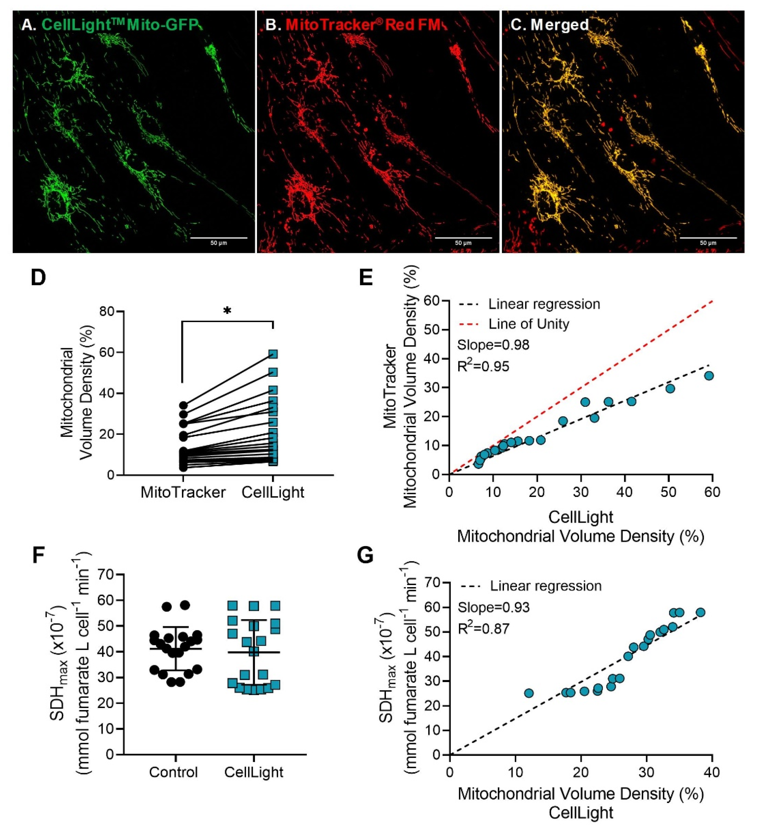 Ijms 24 11506 g007 Ijms 24 11506 g007