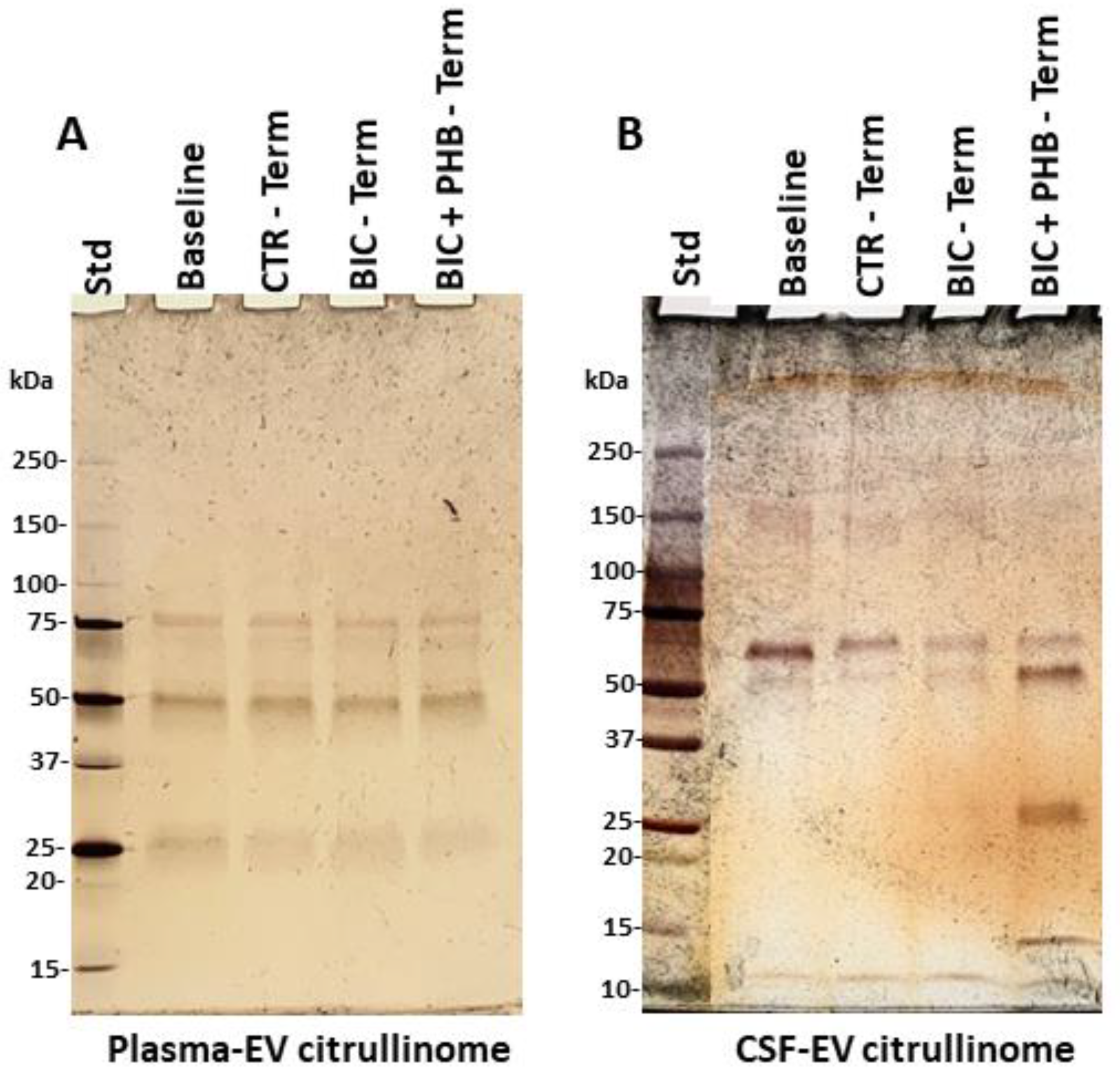Ijms 24 11529 g004 Ijms 24 11529 g004