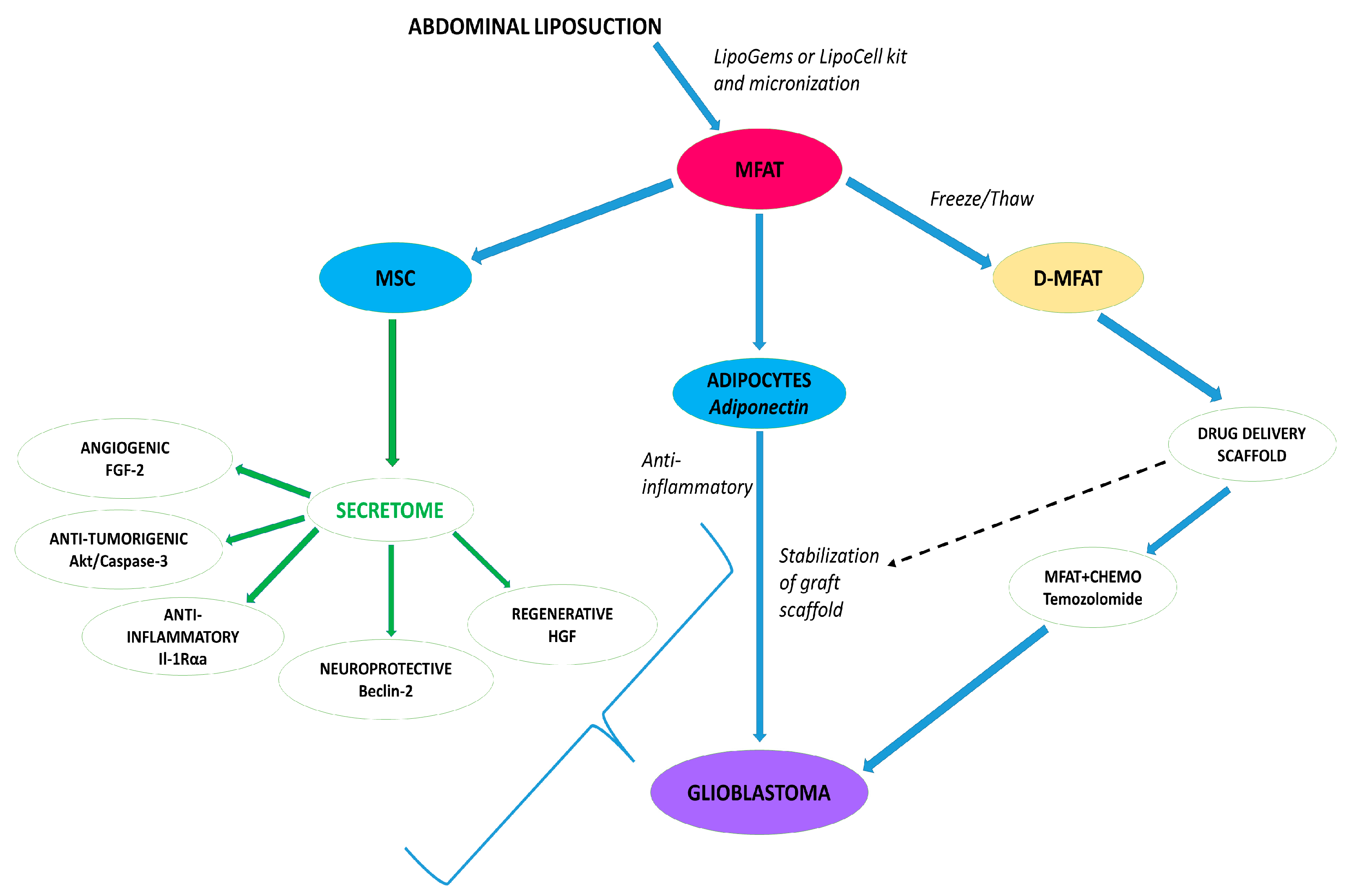 Ijms 24 11530 g001 Ijms 24 11530 g001