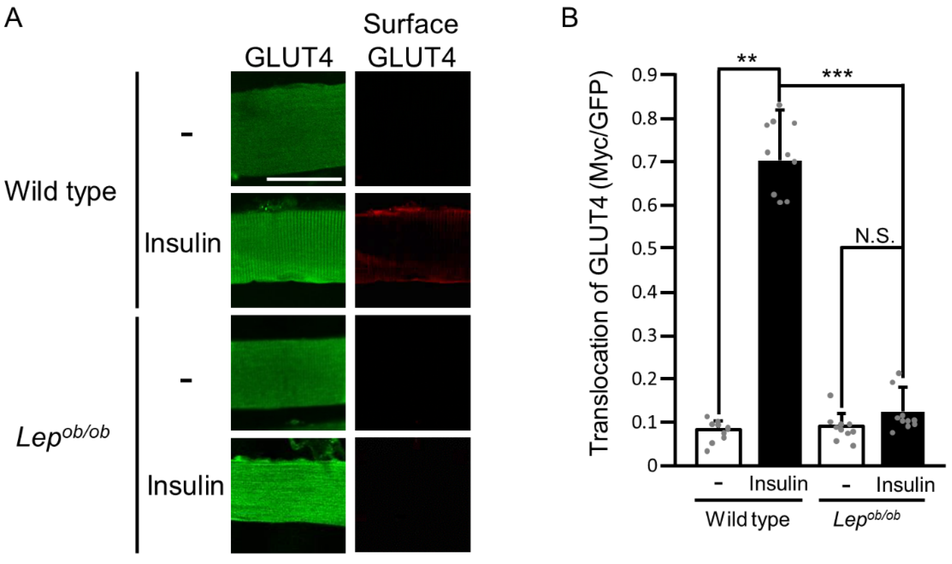 Ijms 24 11531 g001 Ijms 24 11531 g001