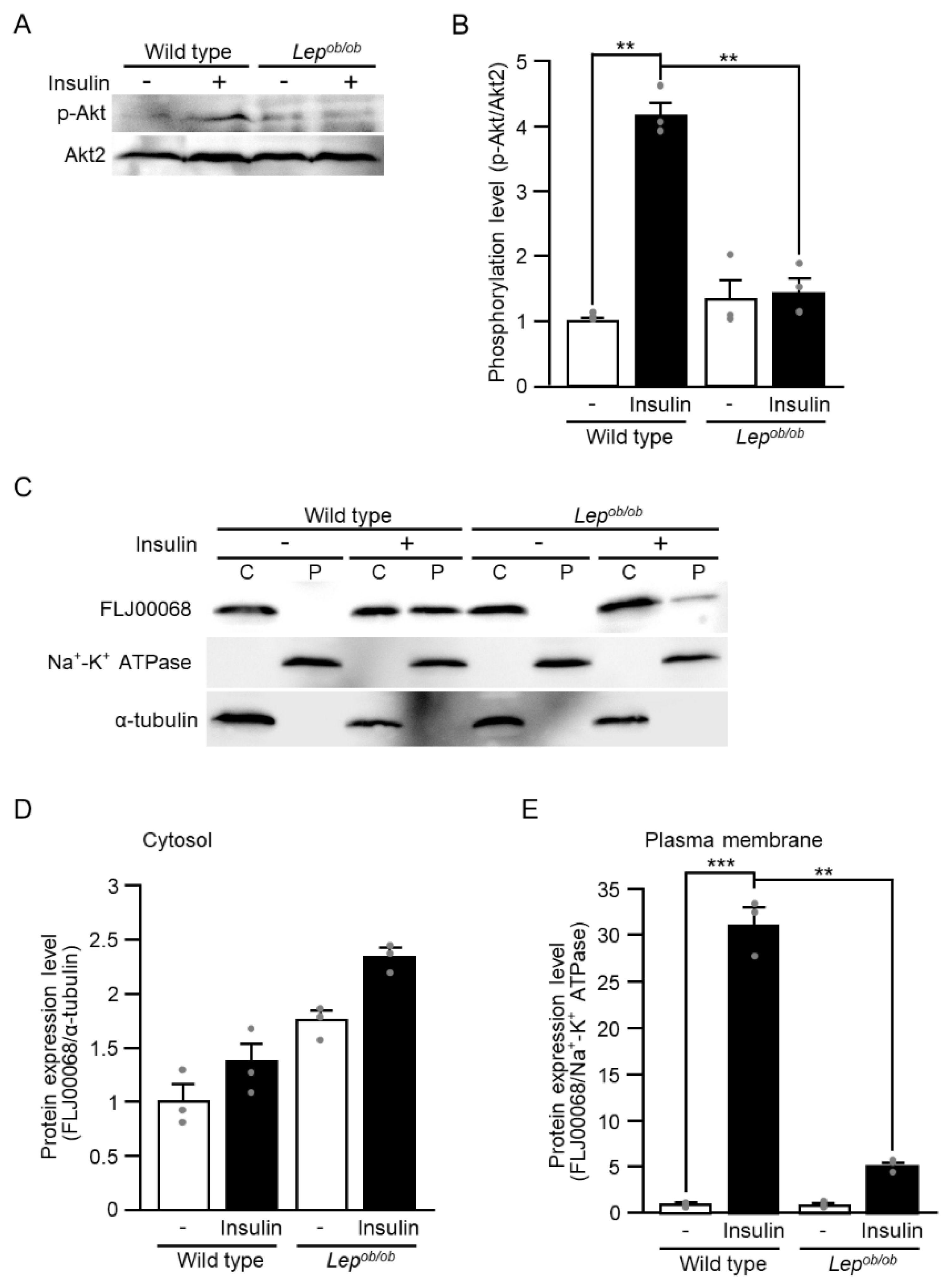 Ijms 24 11531 g003 Ijms 24 11531 g003