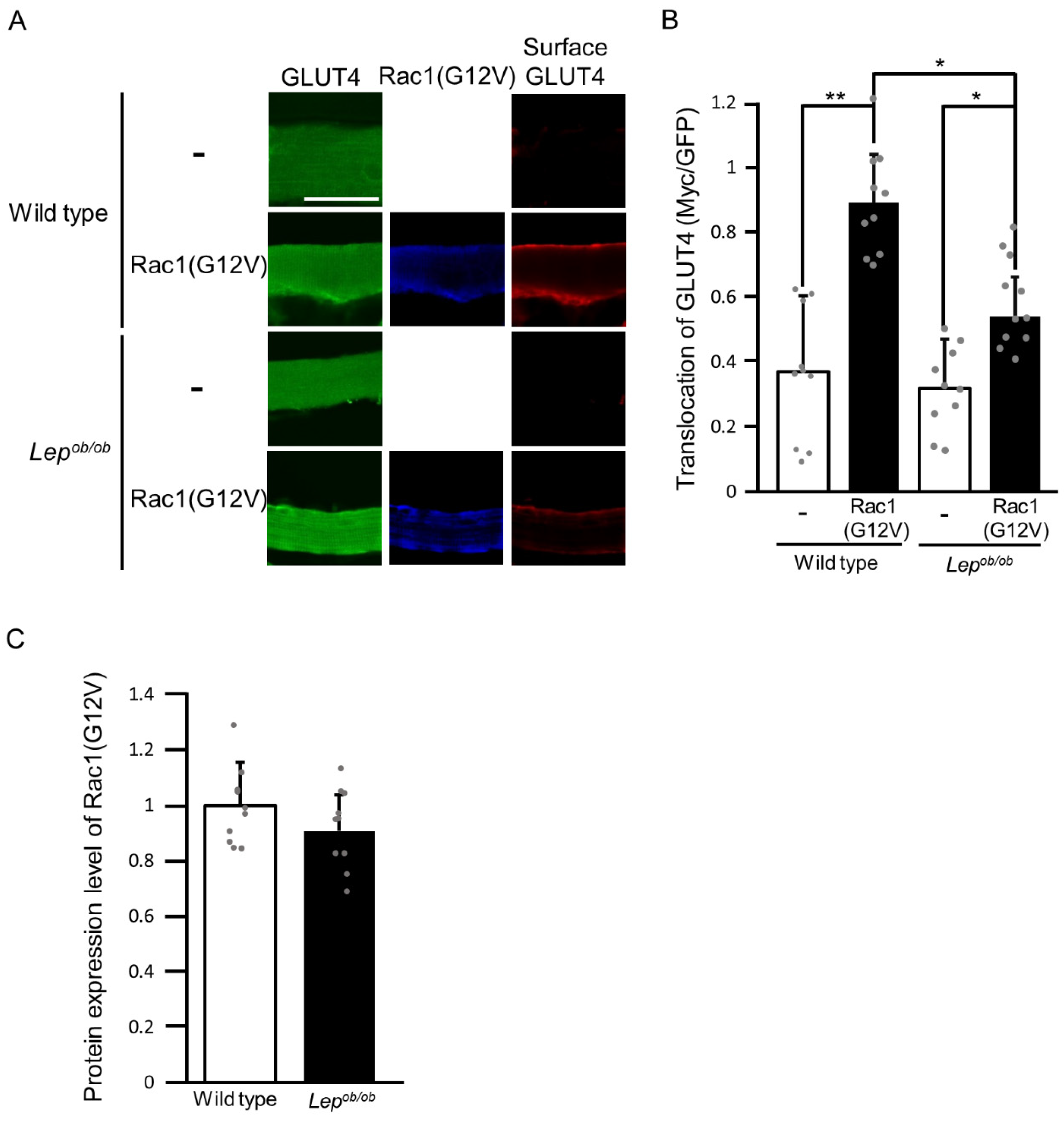 Ijms 24 11531 g005 Ijms 24 11531 g005