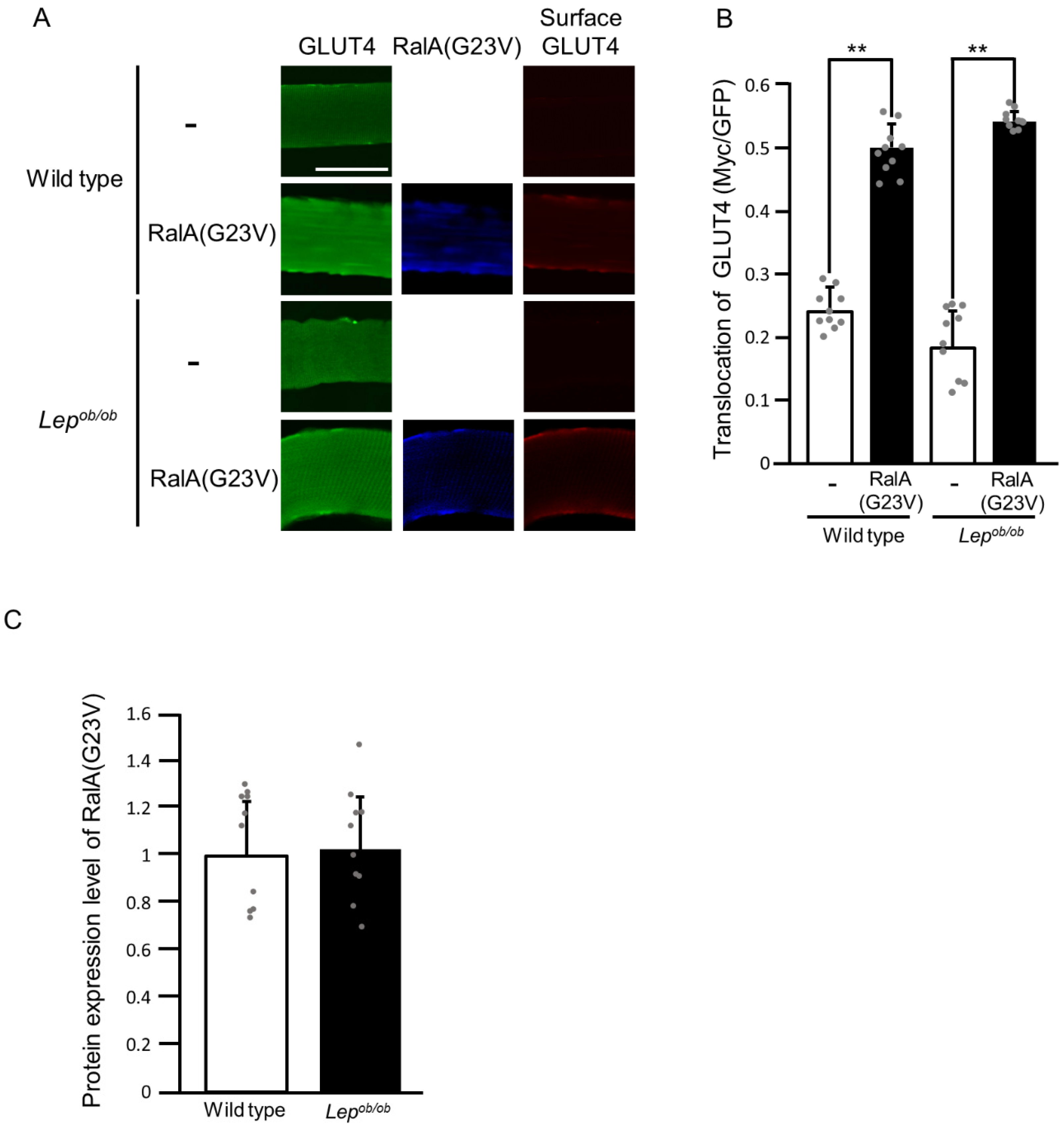 Ijms 24 11531 g009 Ijms 24 11531 g009