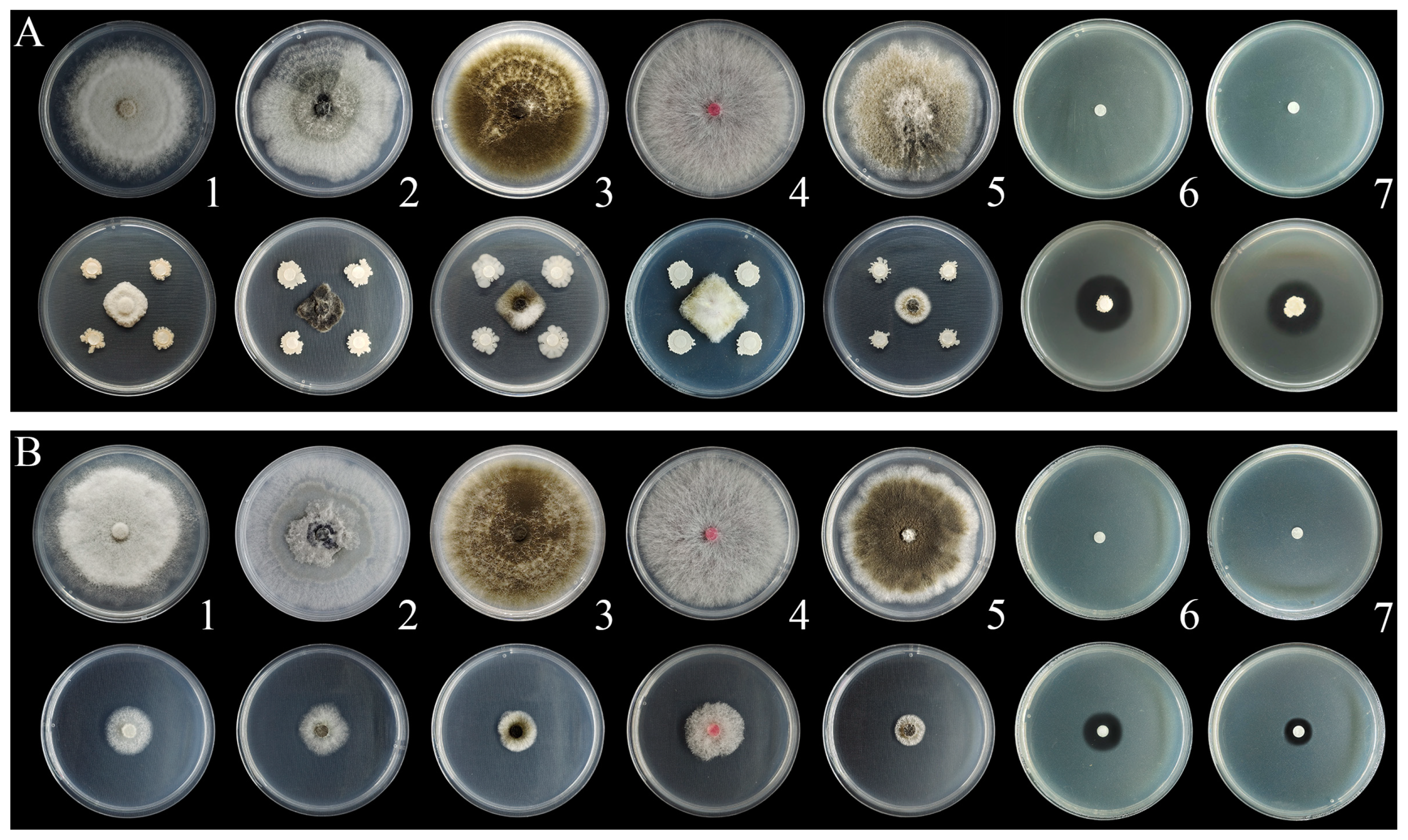 Ijms 24 11541 g002 Ijms 24 11541 g002