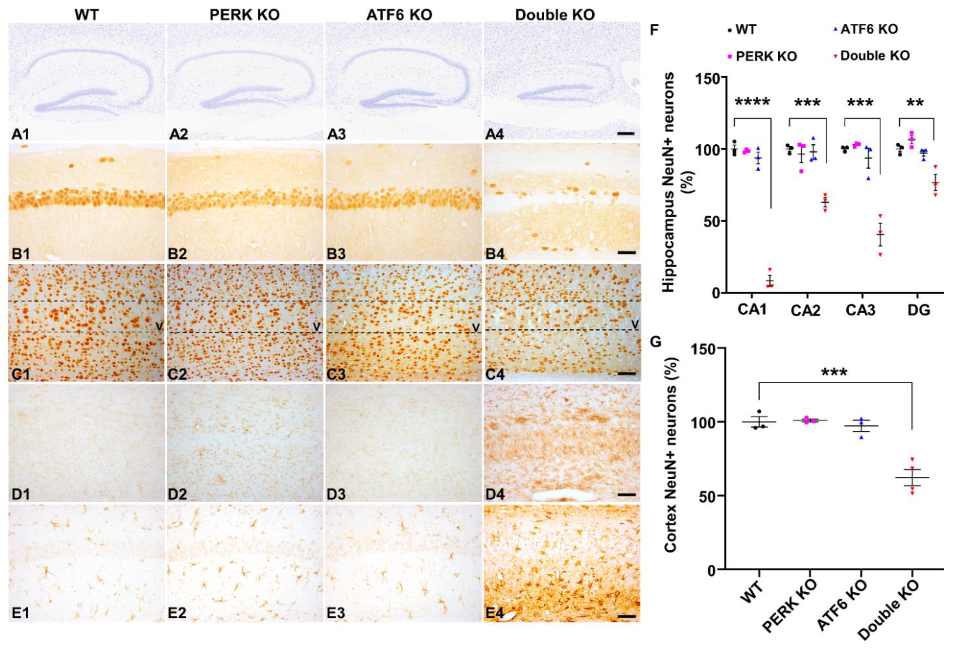 Ijms 24 11542 g005 Ijms 24 11542 g005