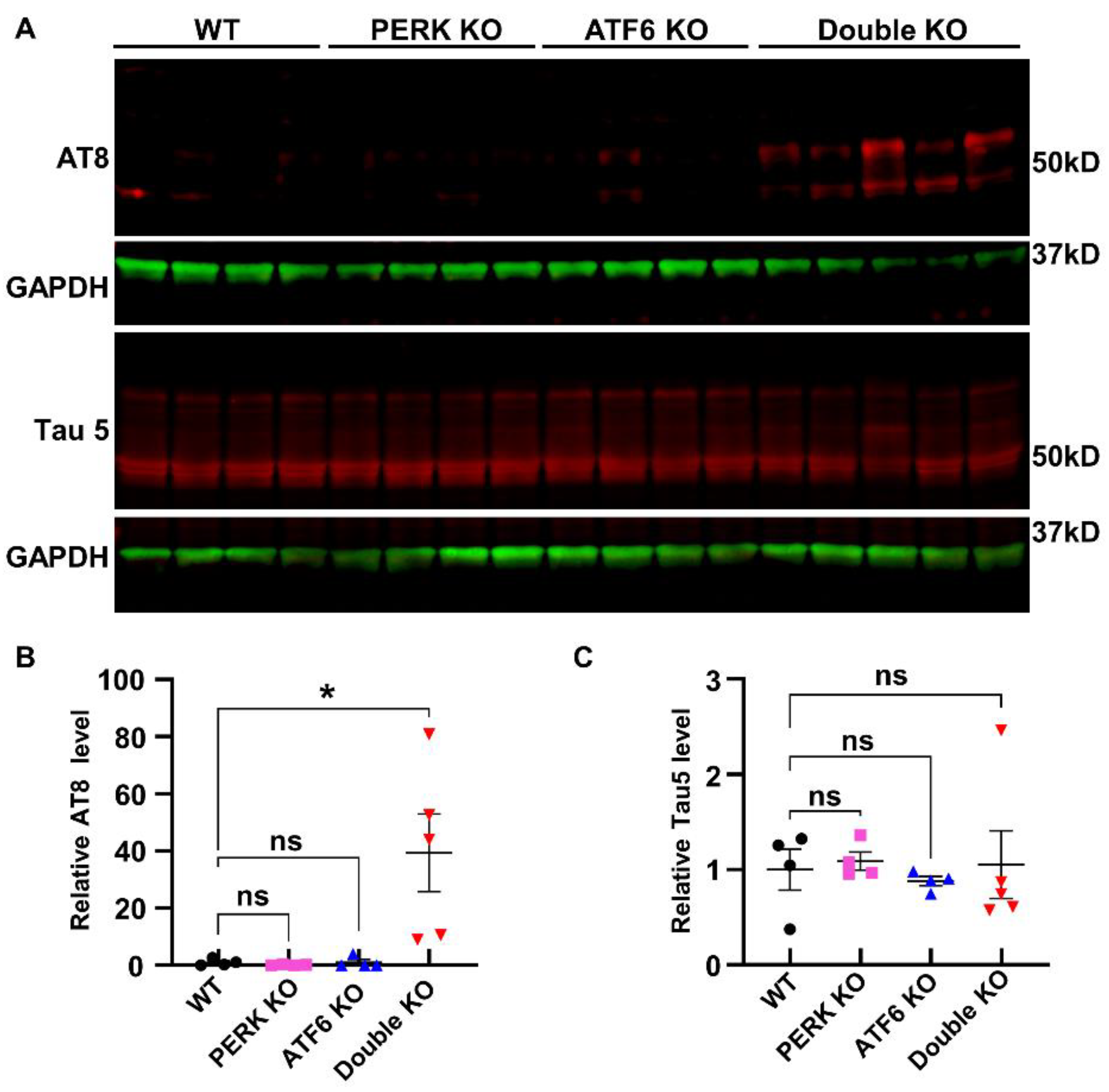 Ijms 24 11542 g007 Ijms 24 11542 g007