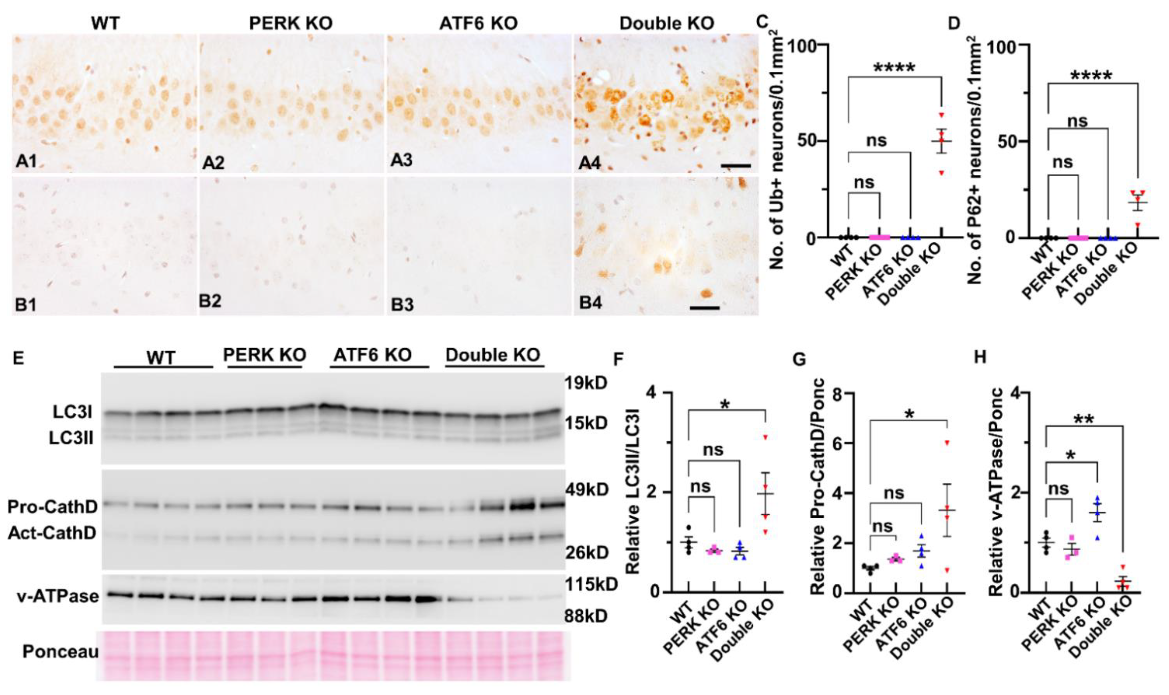 Ijms 24 11542 g008 Ijms 24 11542 g008
