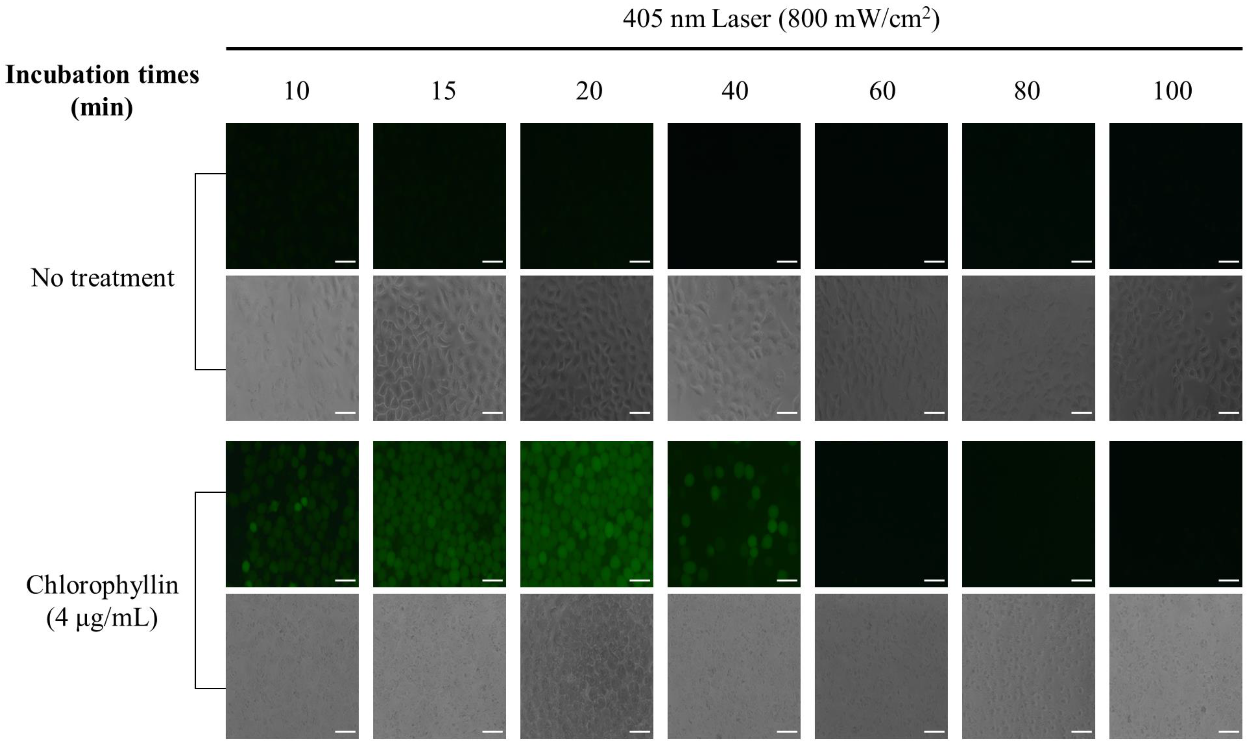 Ijms 24 11565 g004 Ijms 24 11565 g004