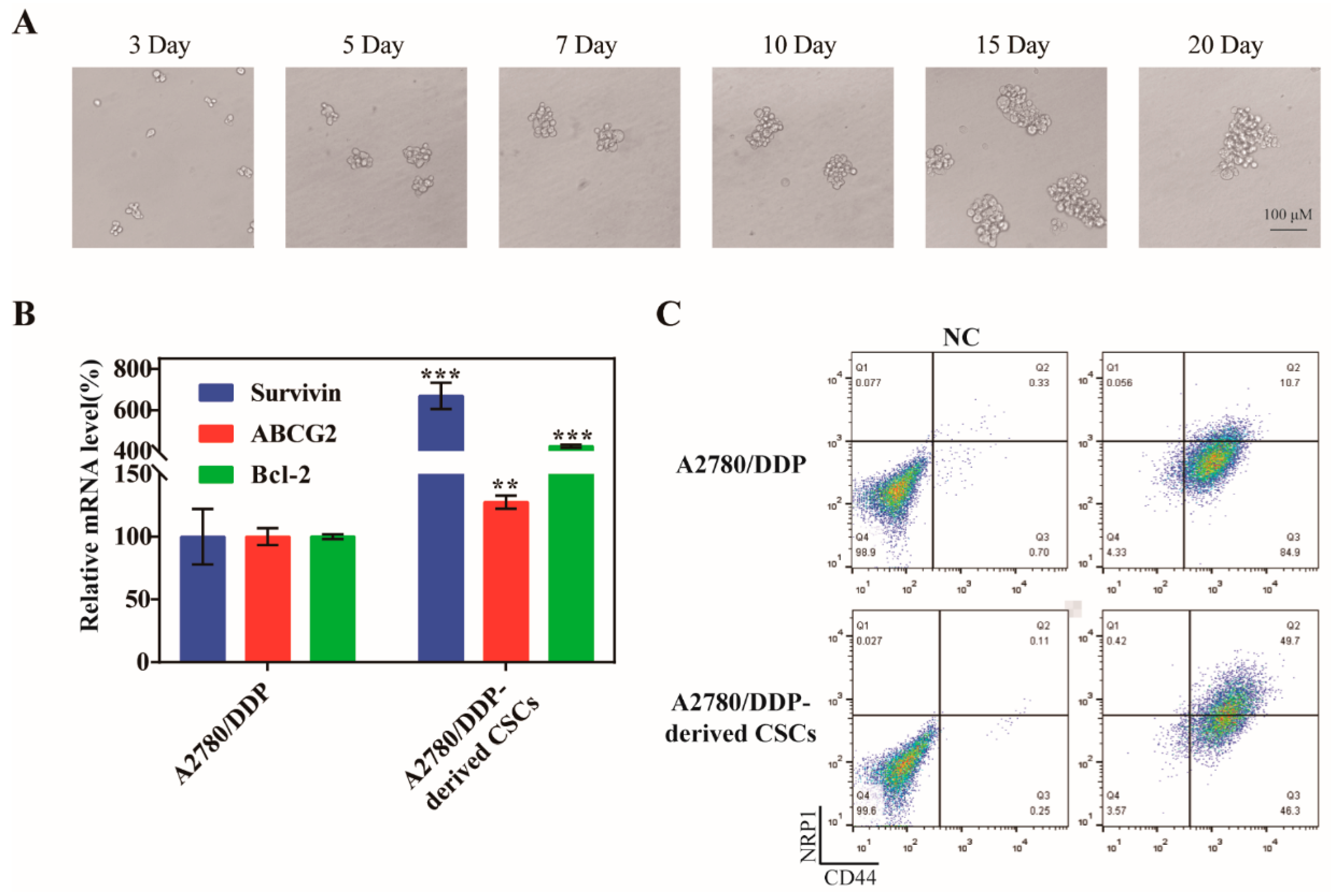 Ijms 24 11575 g002 Ijms 24 11575 g002