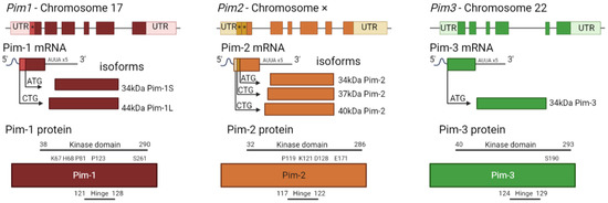 Ijms 24 11582 g003 550