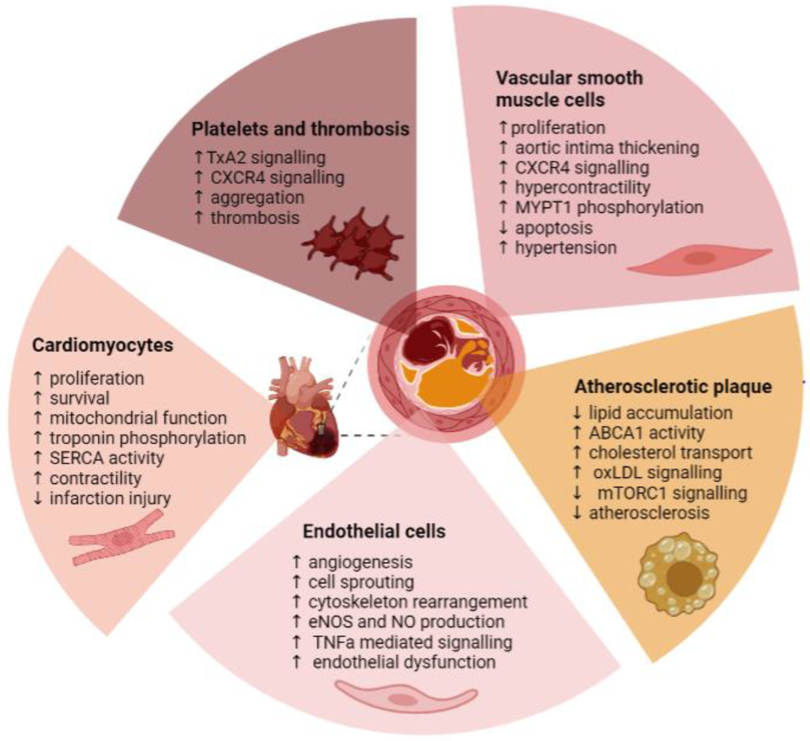 Ijms 24 11582 g005 Ijms 24 11582 g005