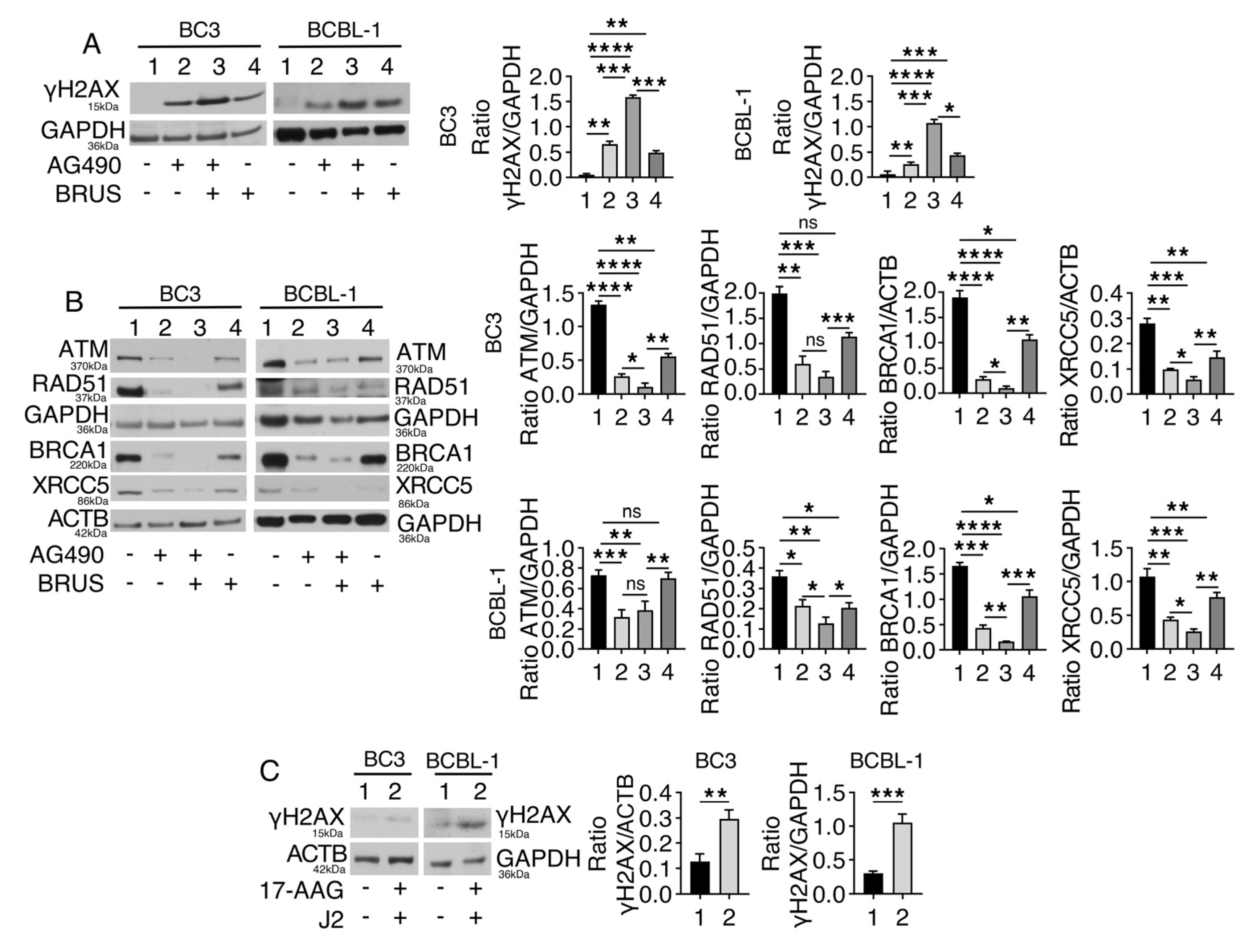 IJMS Free FullText NFE2L2 and STAT3 Converge on Common Targets to