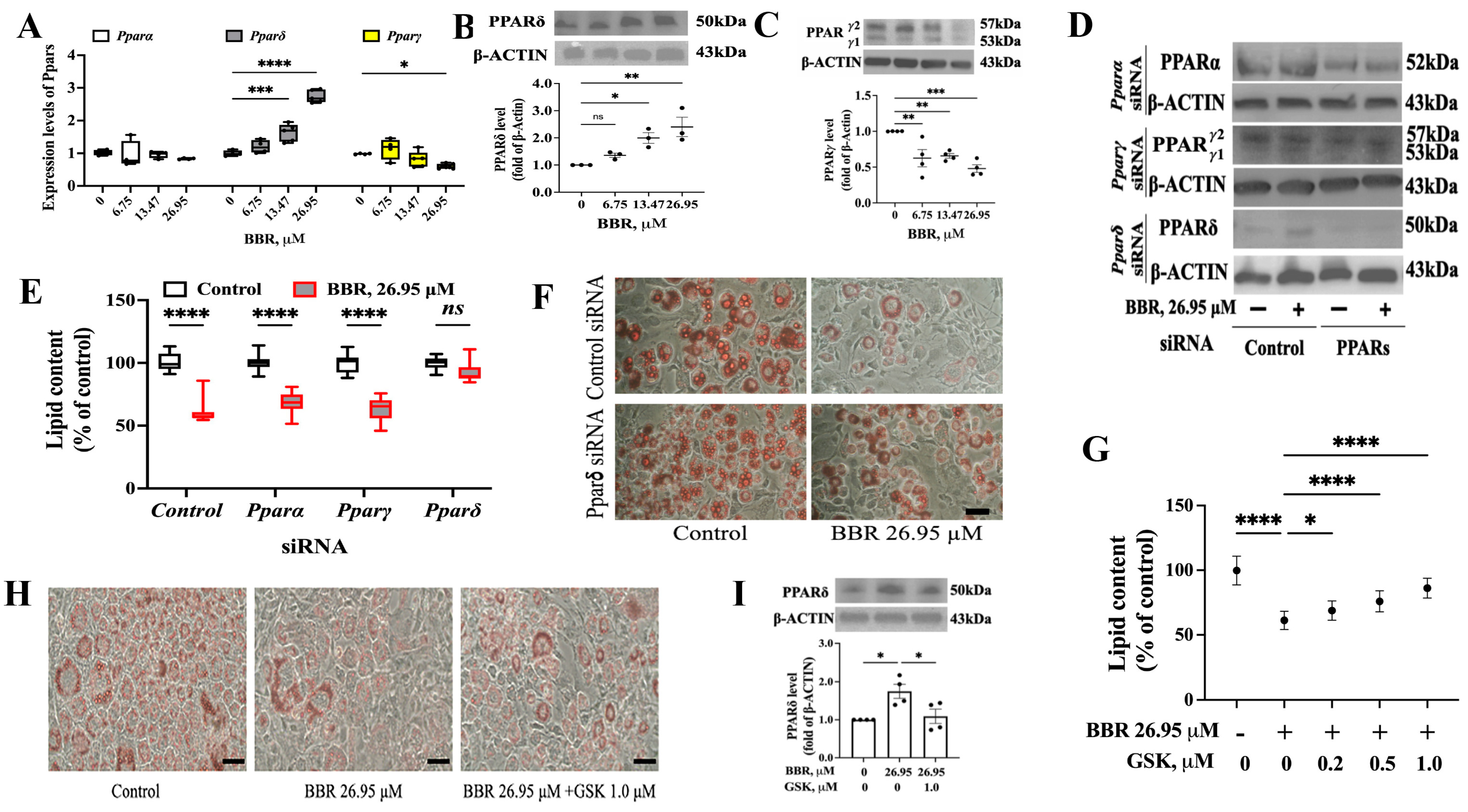 Ijms 24 11600 g002 Ijms 24 11600 g002