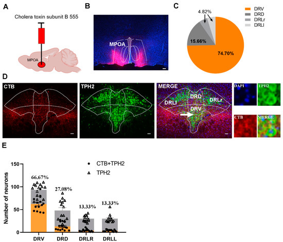 Involvement of Serotonergic Projections from the Dorsal Raphe to the ...