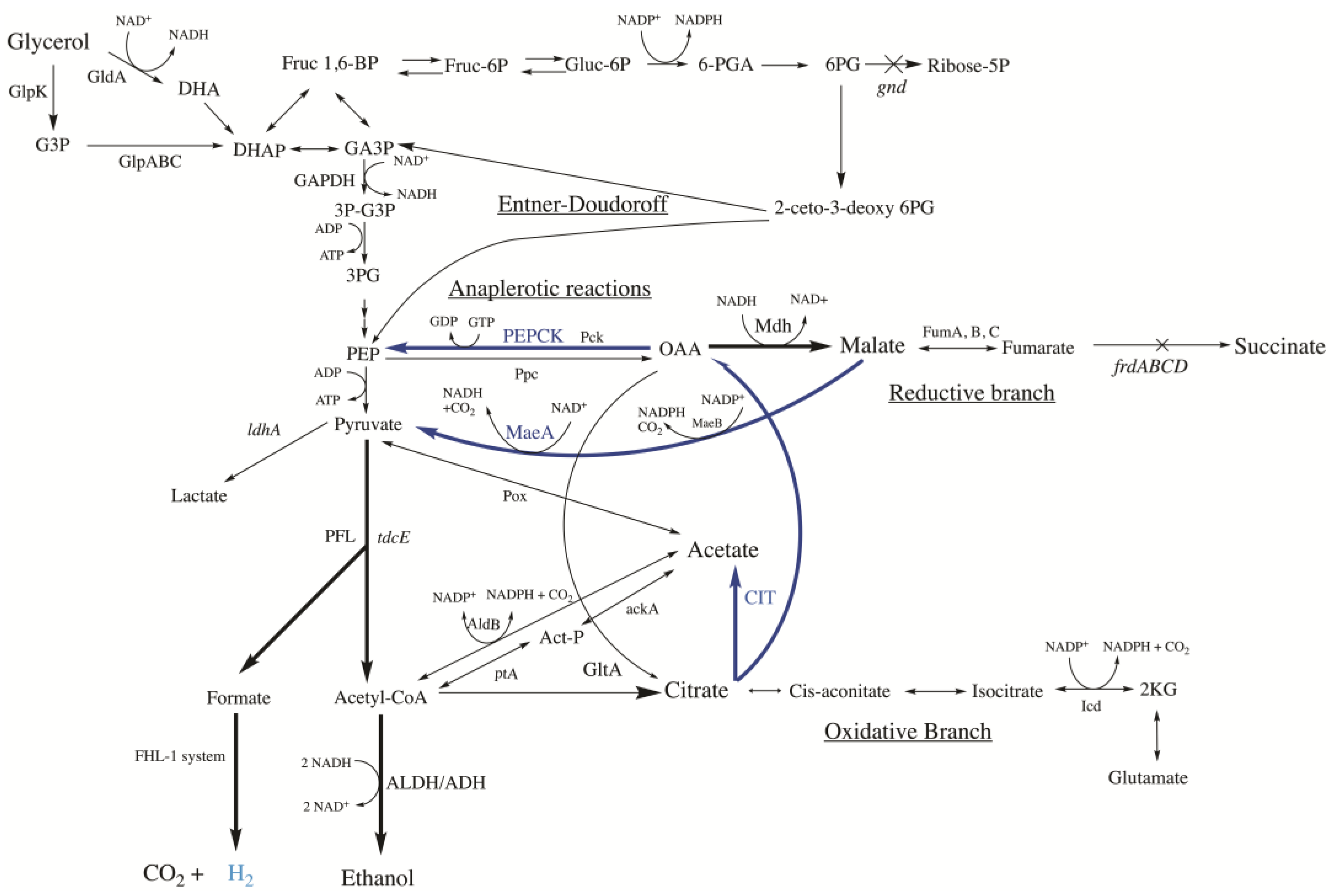 Ijms 24 11619 g001 Ijms 24 11619 g001