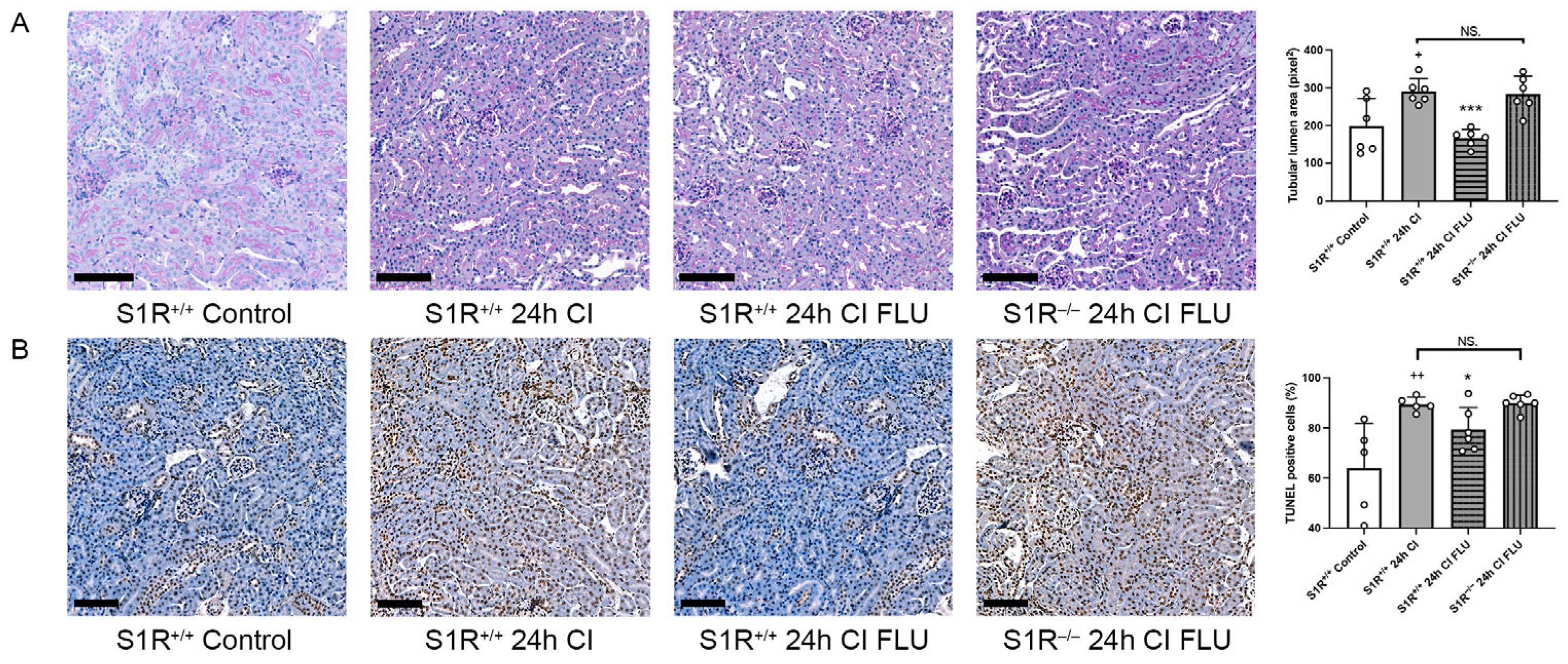 Ijms 24 11630 g004 Ijms 24 11630 g004