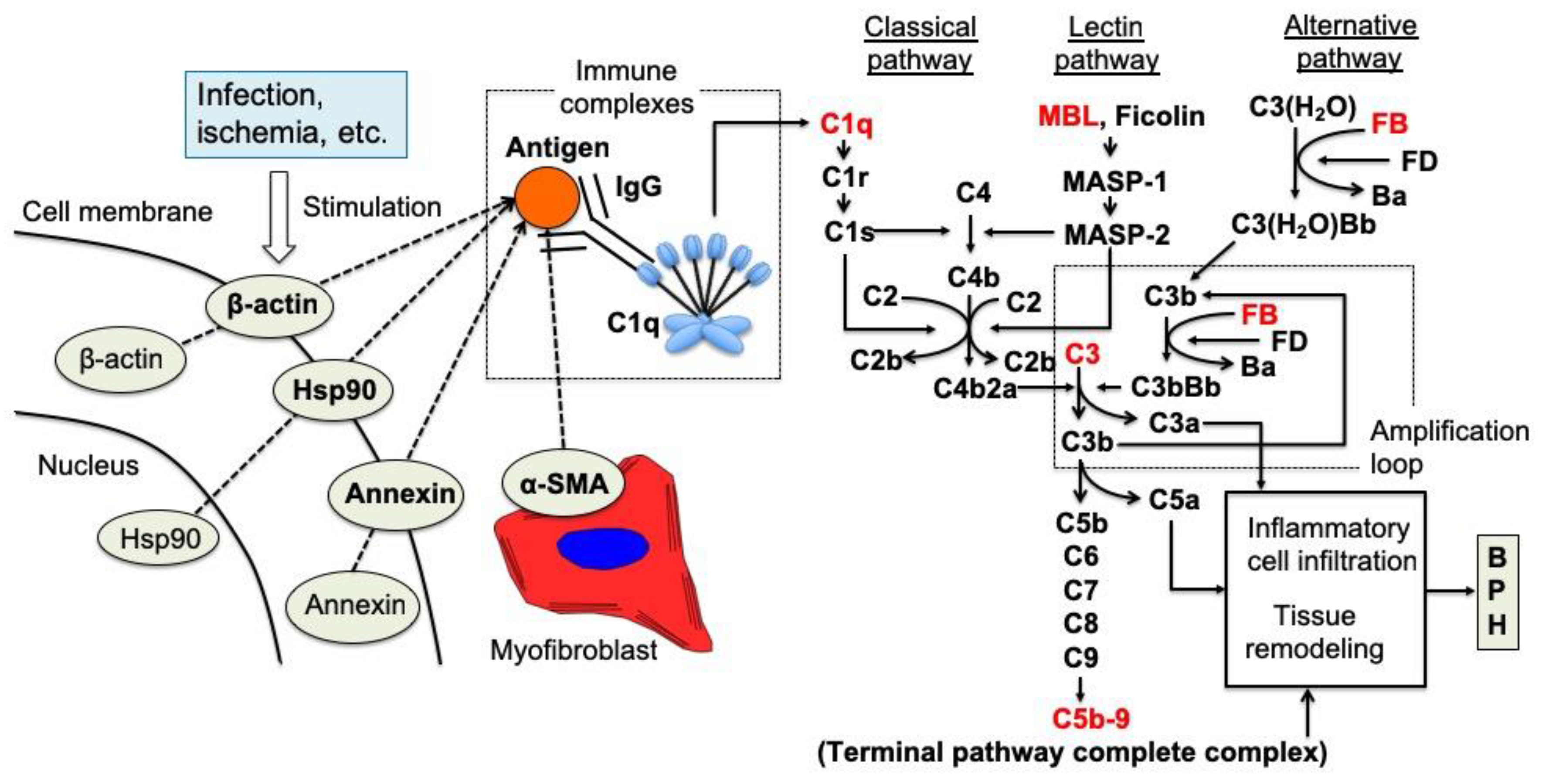 Ijms 24 11634 g003 Ijms 24 11634 g003