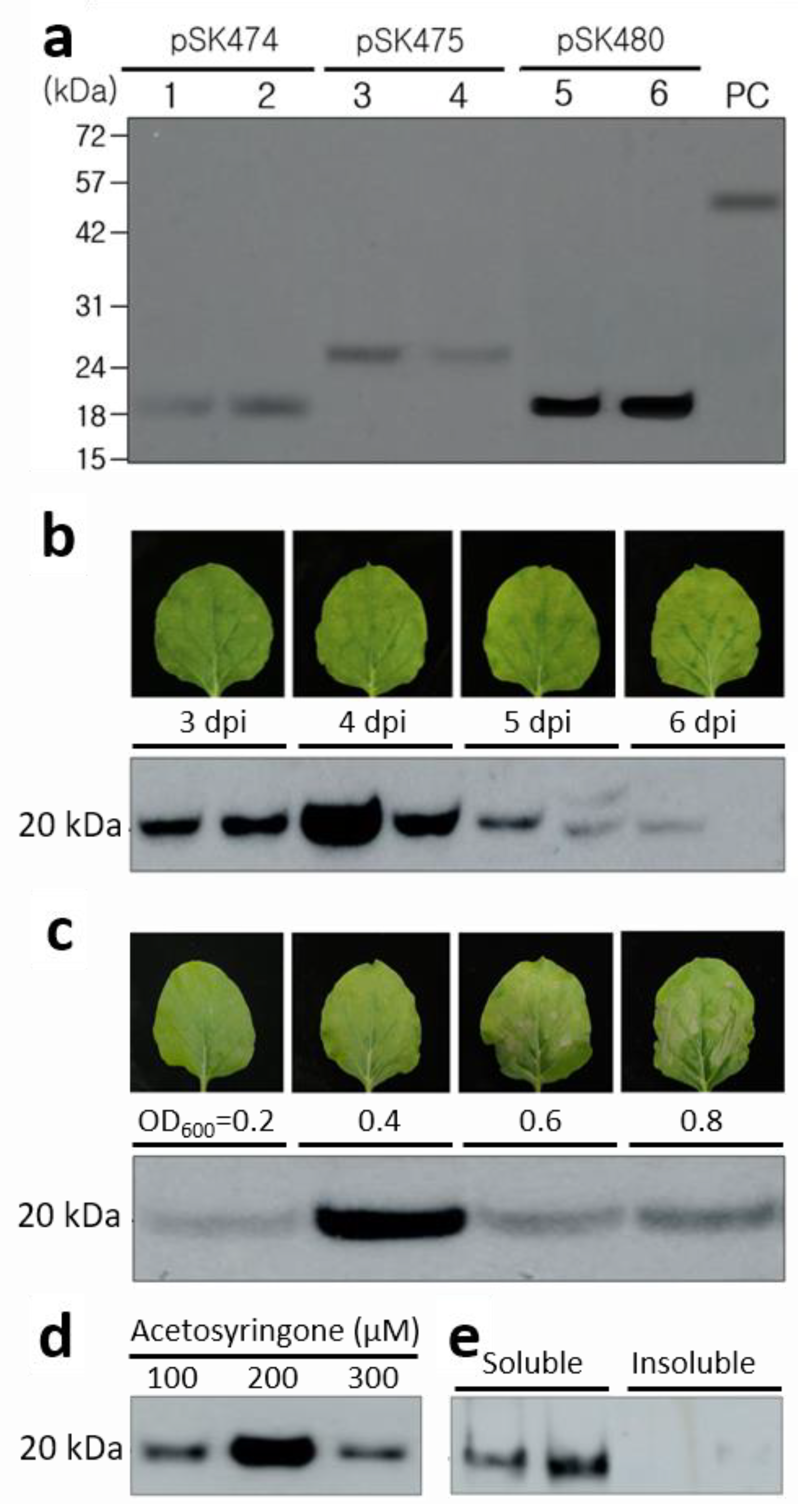 Ijms 24 11643 g002 Ijms 24 11643 g002