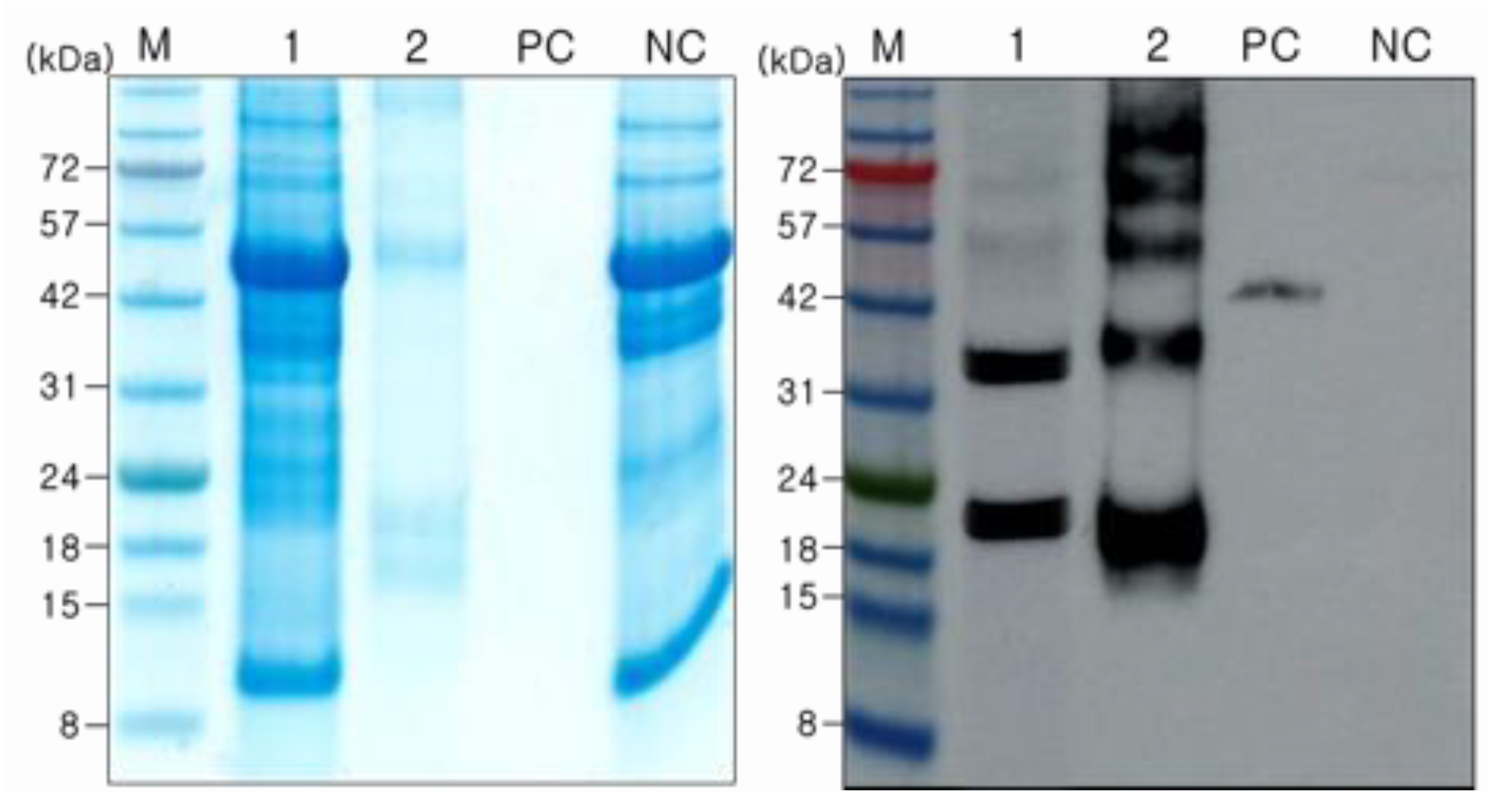 Ijms 24 11643 g003 Ijms 24 11643 g003